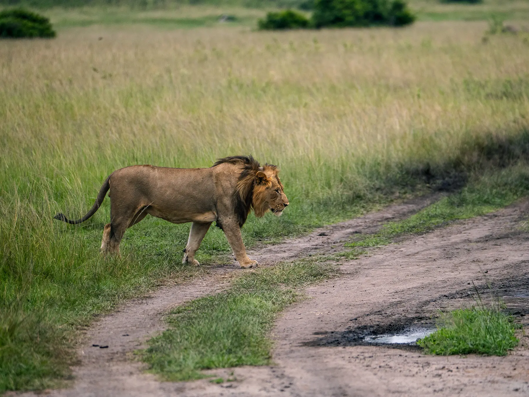 Male lion walking across a sandy track beside long grass on safari in North Akagera, Rwanda