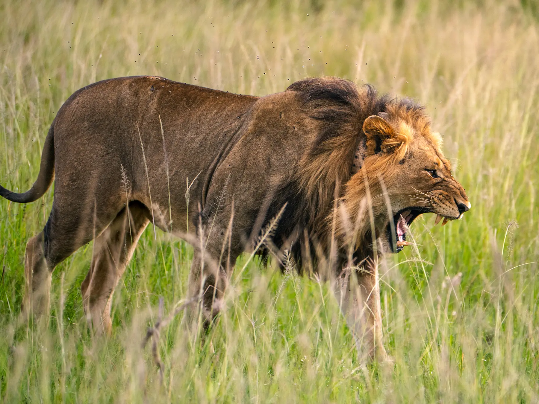 Male lion walking through tall grassland with mouth open on safari in North Akagera, Rwanda