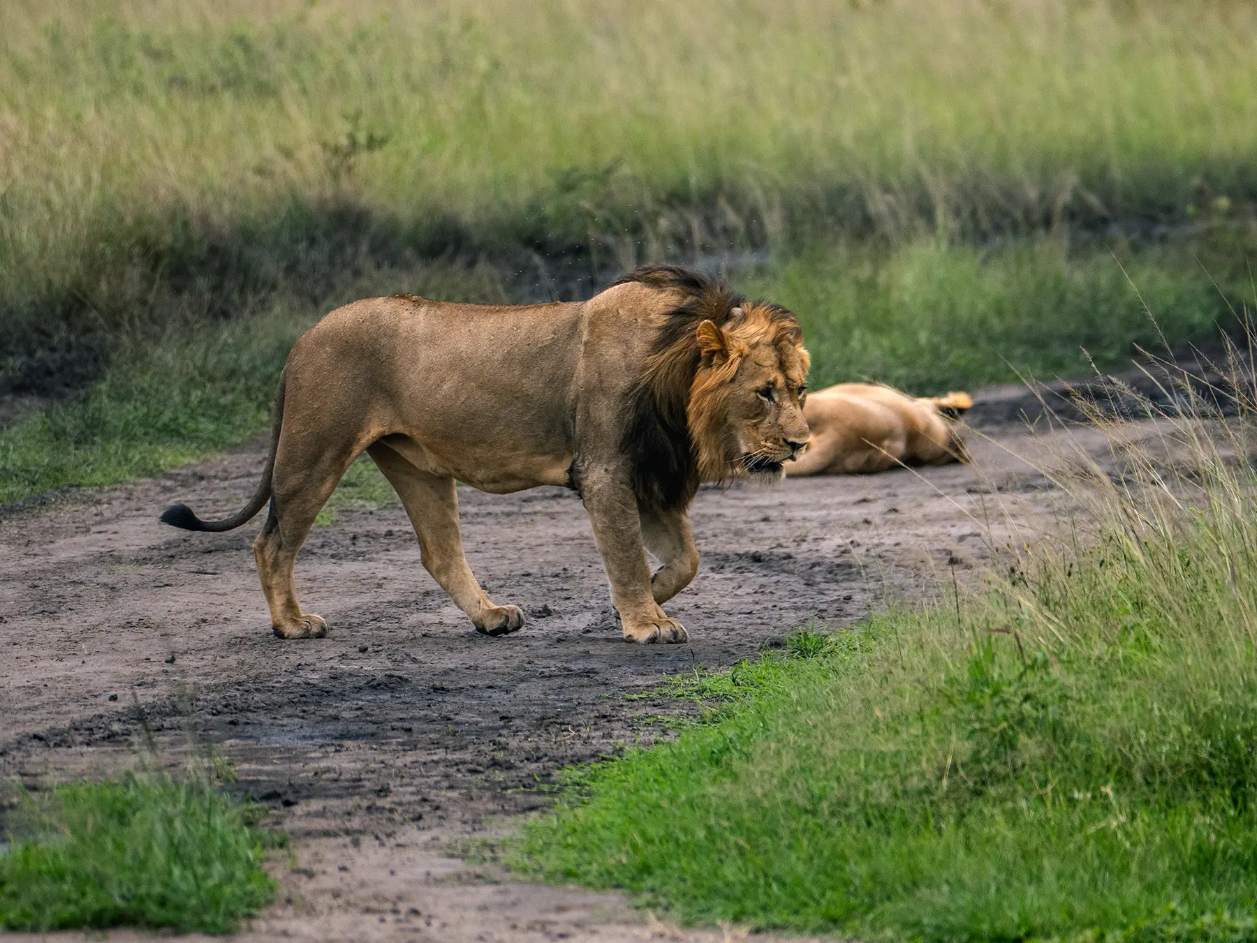 Male lion approaching a resting lioness on a track on safari in North Akagera, Rwanda