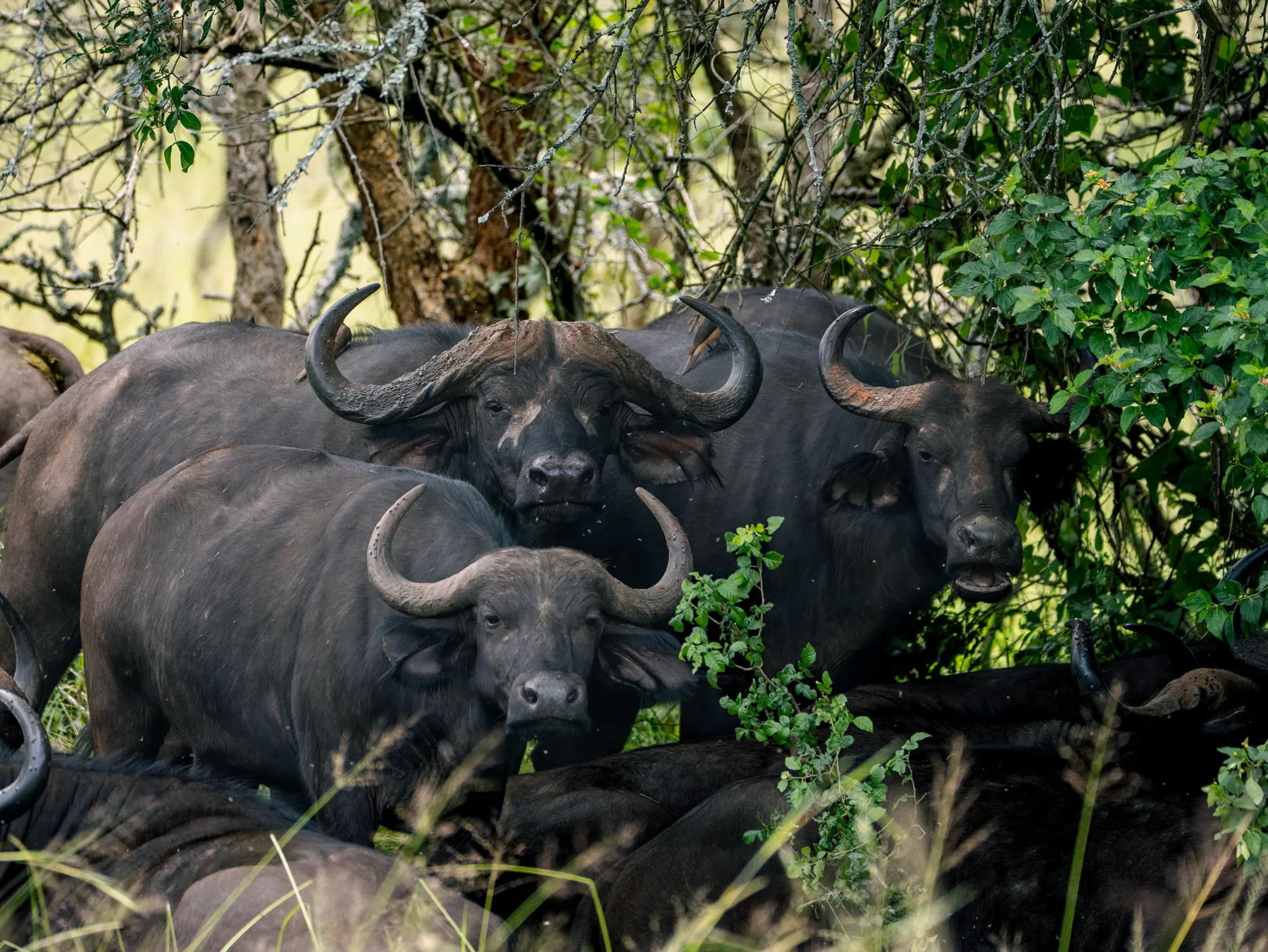 A Cape Buffalo herd resting in the shade of trees on safari in South Akagera, Rwanda