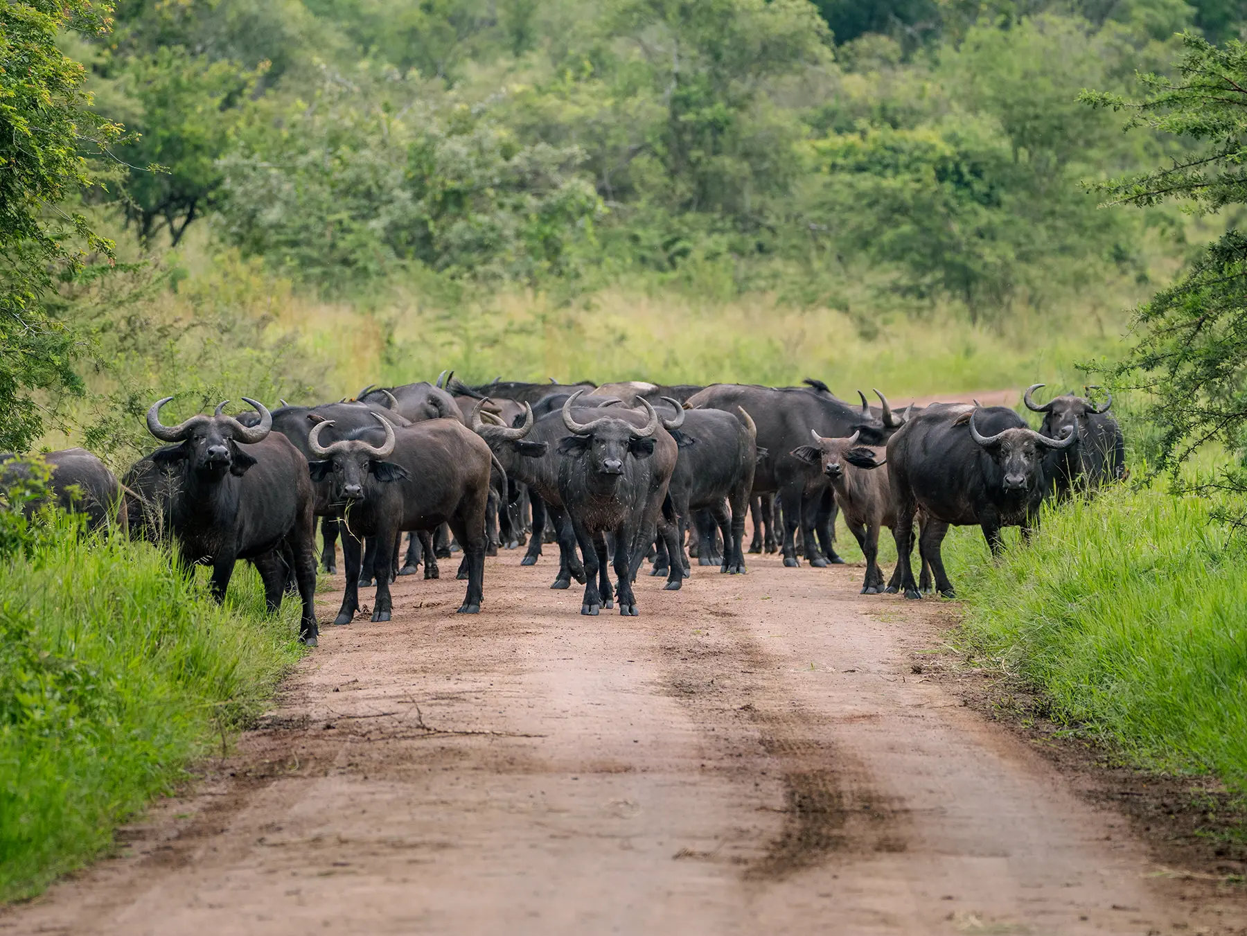 Cape buffalo herd walking down a forest track towards the vehicle on safari in North Akagera, Rwanda