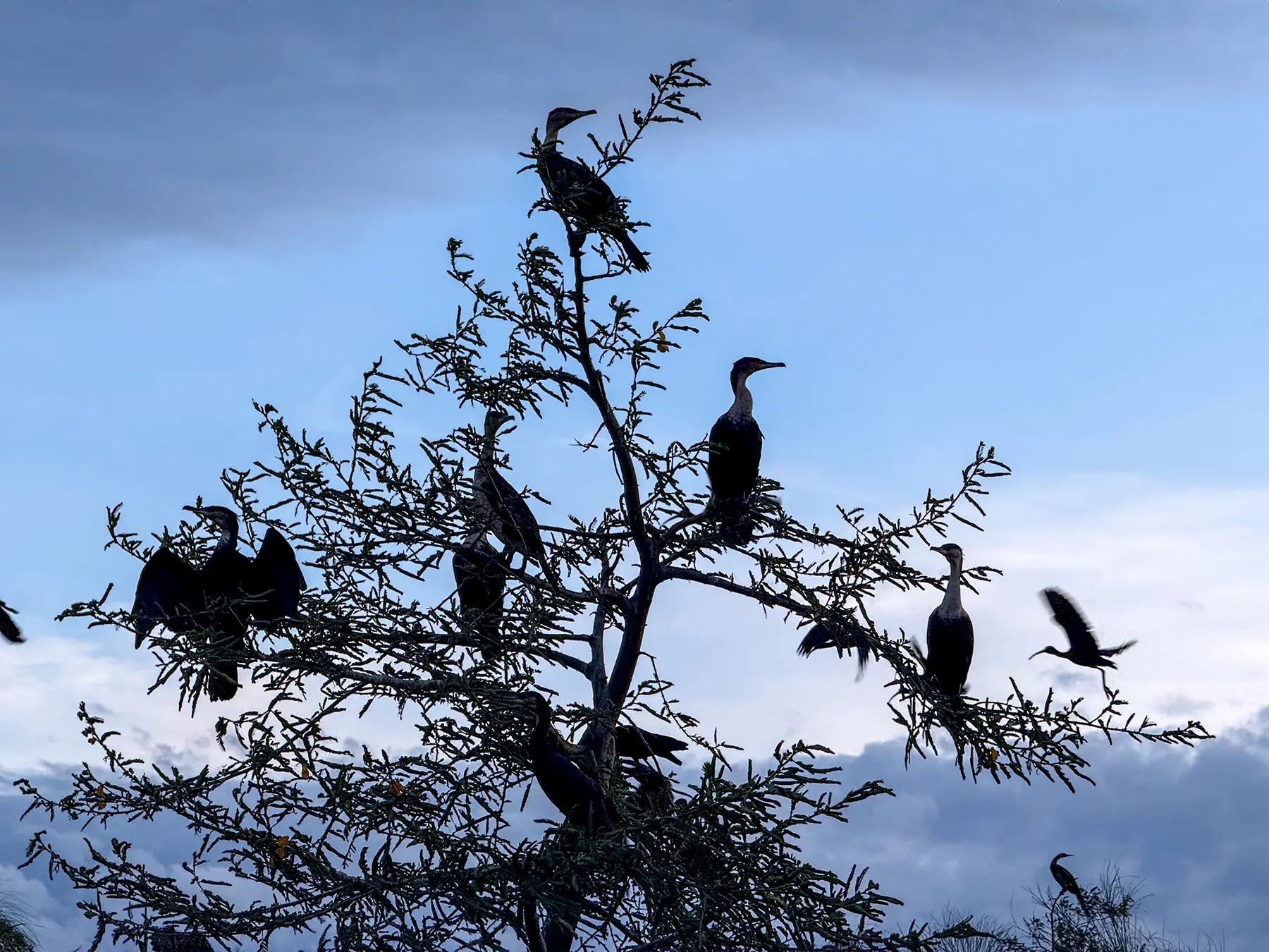 Silhouetted cormorants roosting in a lakeside tree at dusk on safari in Lake Ihema, Akagera National Park, Rwanda