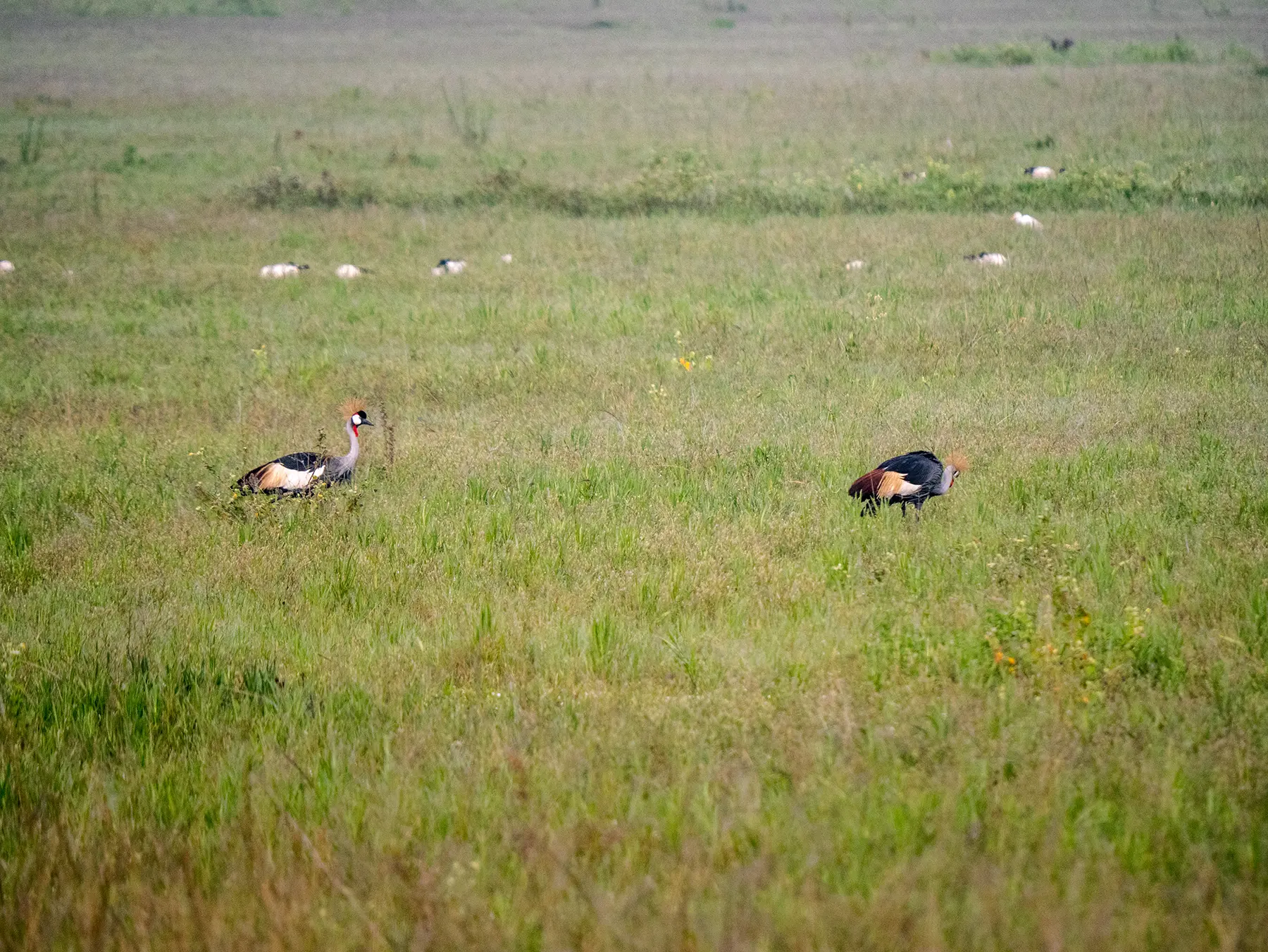 Pair of grey crowned cranes feeding in long green grass on safari in North Akagera, Rwanda