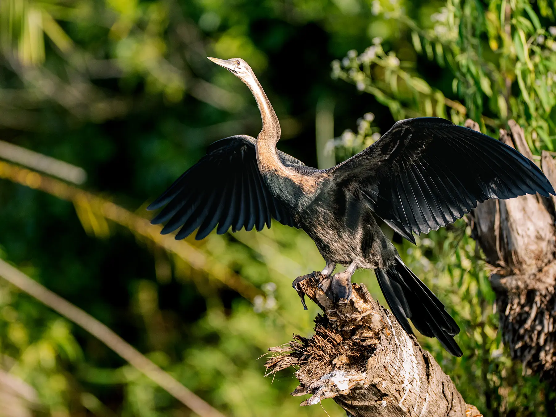 An African darter perches on a stump with wings spread to dry feathers on safari in Lake Ihema, Akagera National Park, Rwanda