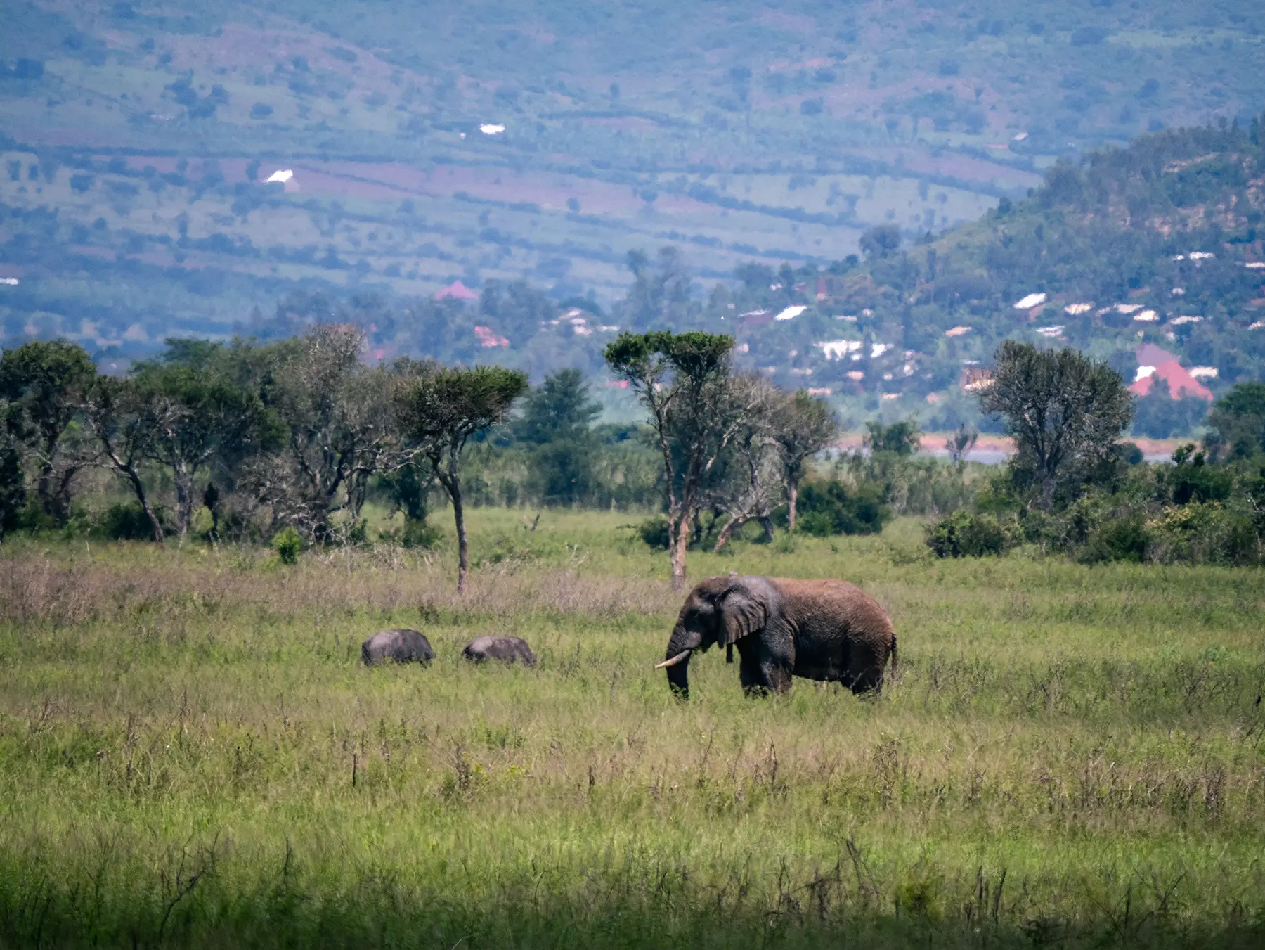 An African elephant and two buffalo walking through grassland on safari in The South, Akagera National Park, Rwanda