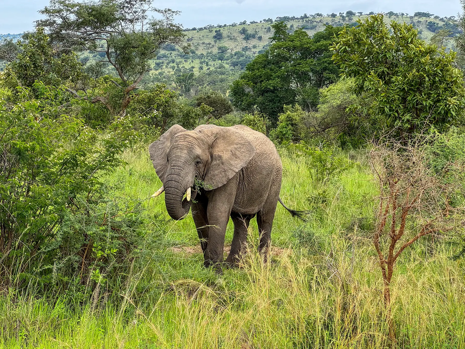 African elephant browsing in lush green grass with hills behind, on safari in North Akagera, Rwanda