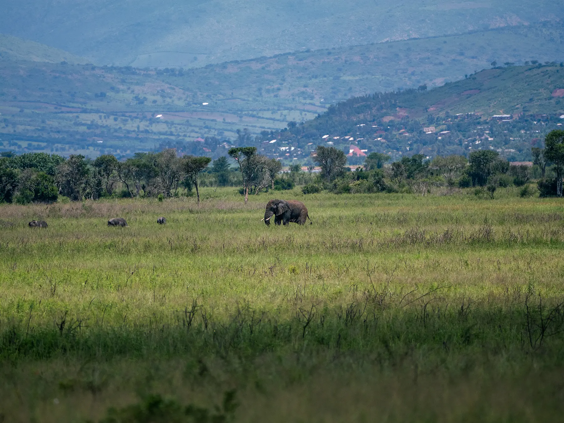 Distant African elephants moving across the plains beneath a hillside village on safari in South Akagera, Rwanda