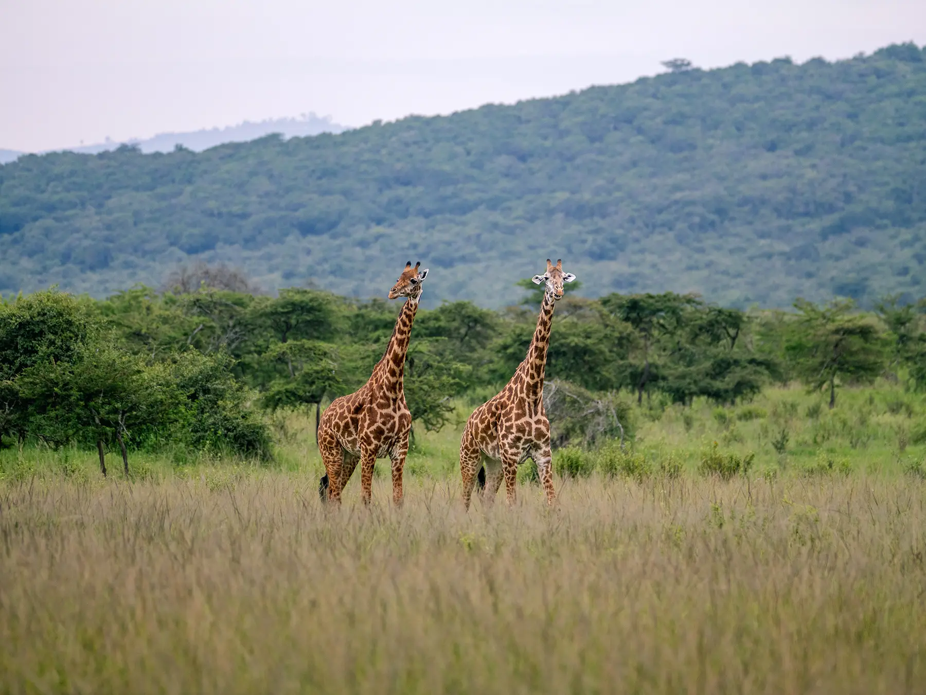 Two Maasai giraffes standing in golden grassland with wooded hills behind on safari in North Akagera, Rwanda