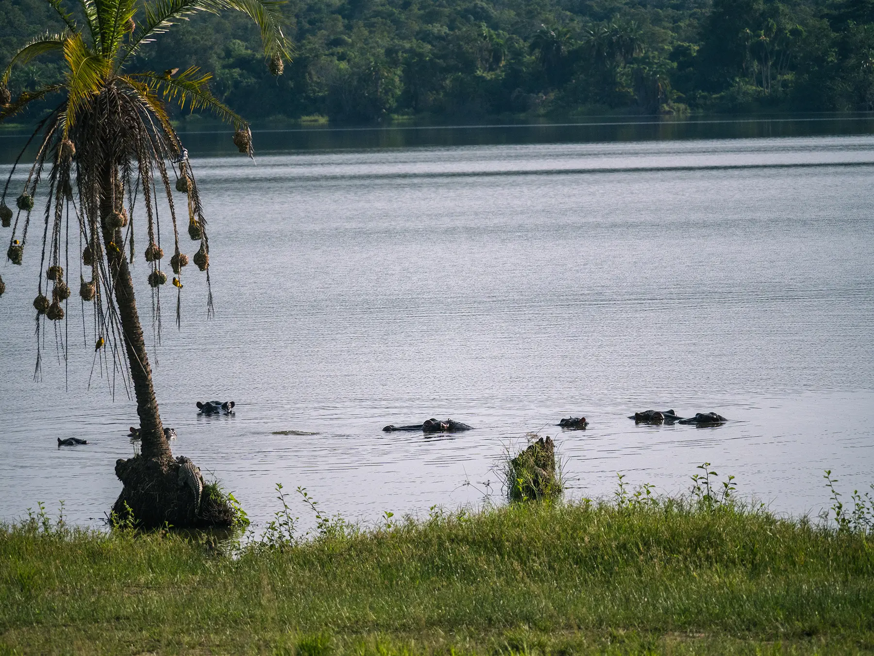 Hippos resting in the calm waters of a lake on safari in South Akagera, Rwanda