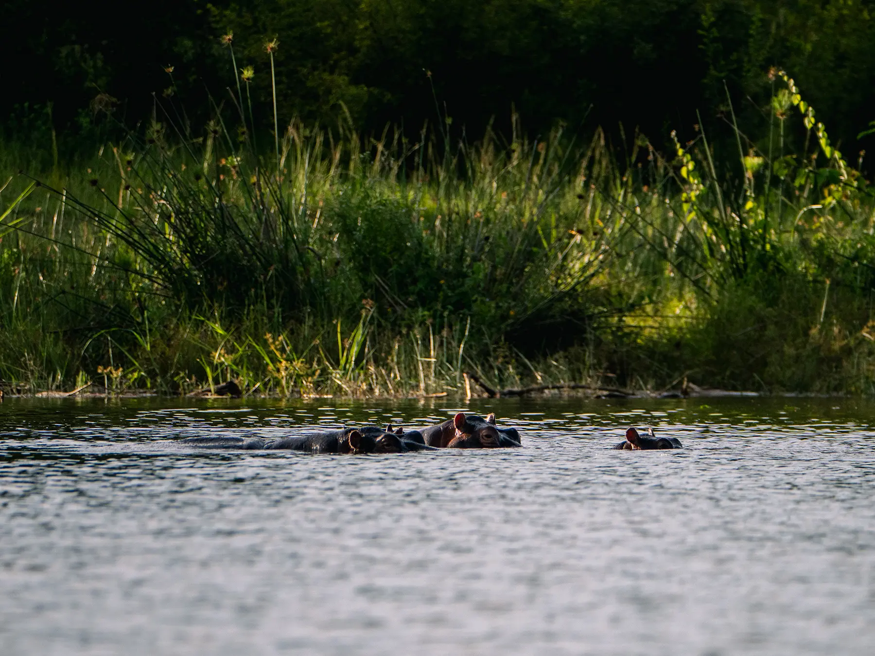 Hippo pod with eyes and ears just above the water on safari in Lake Ihema, Akagera National Park, Rwanda
