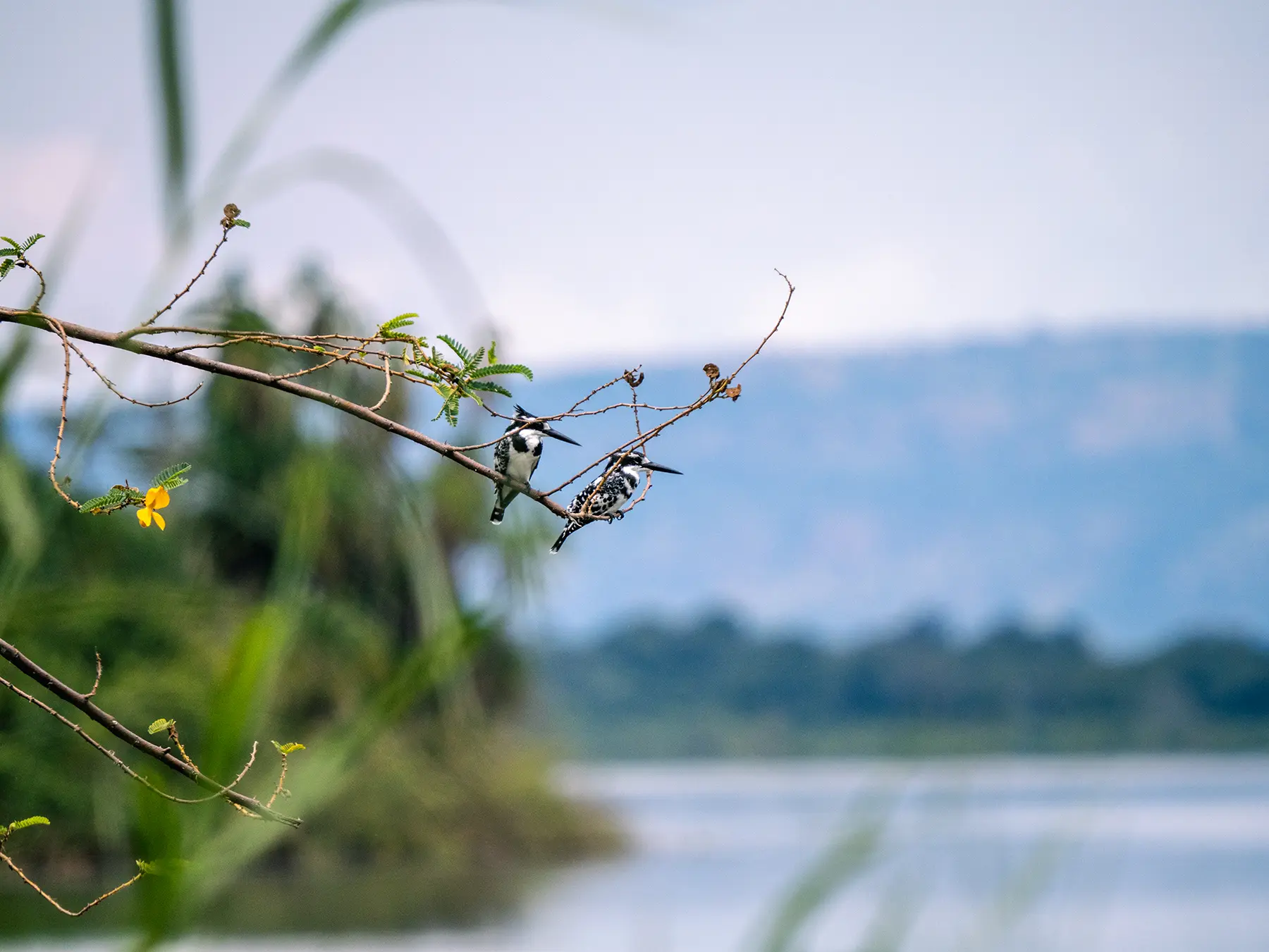 Two pied kingfishers perched on a branch over the lake on safari in Lake Ihema, Akagera National Park, Rwanda