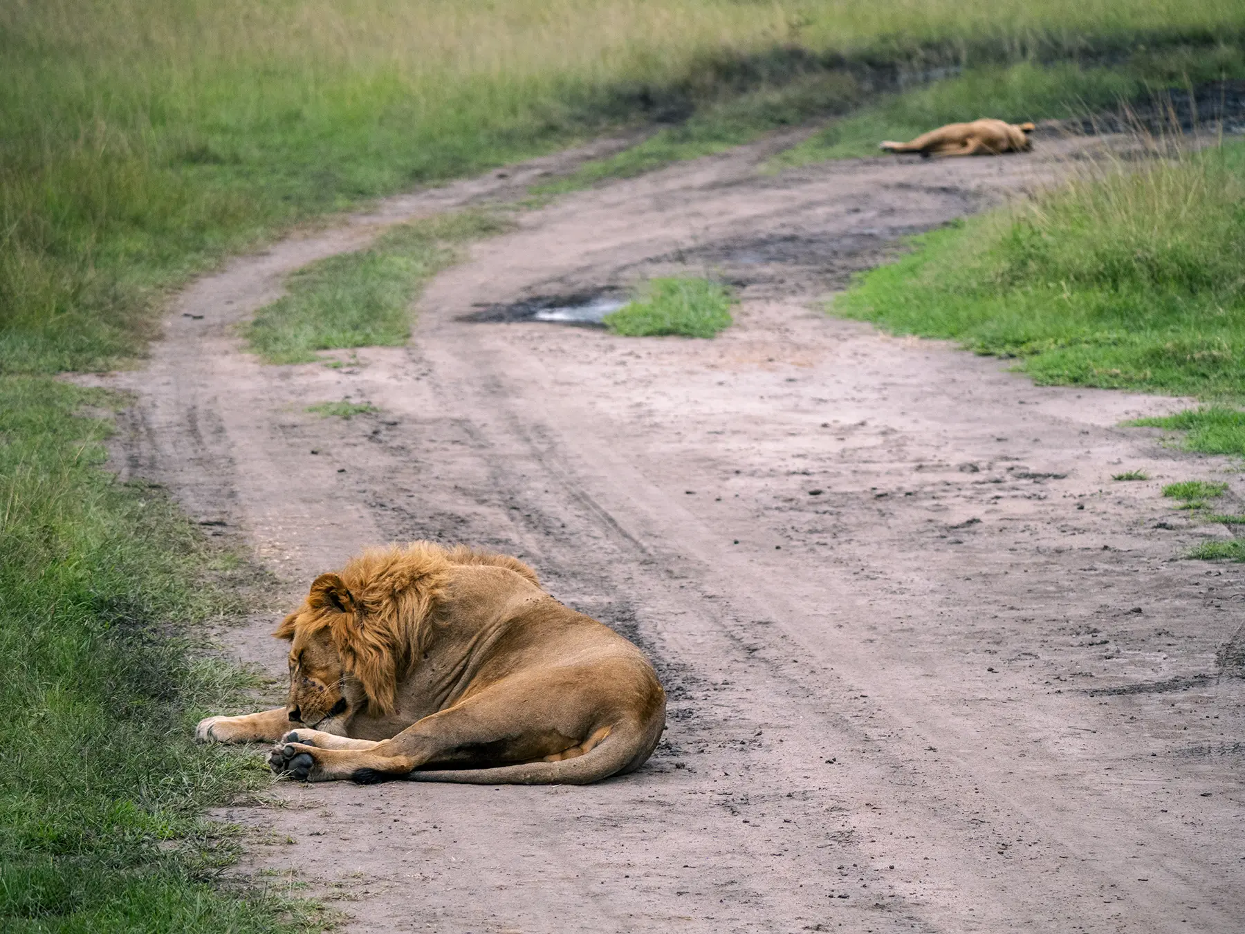 Male lion resting on a dirt track with a second lion lying further along, on safari in North Akagera, Rwanda