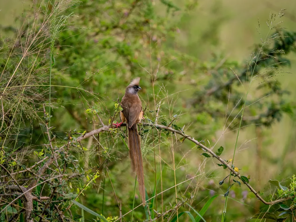 Speckled mousebird perched in dense green scrub on safari in The North, Akagera National Park, Rwanda