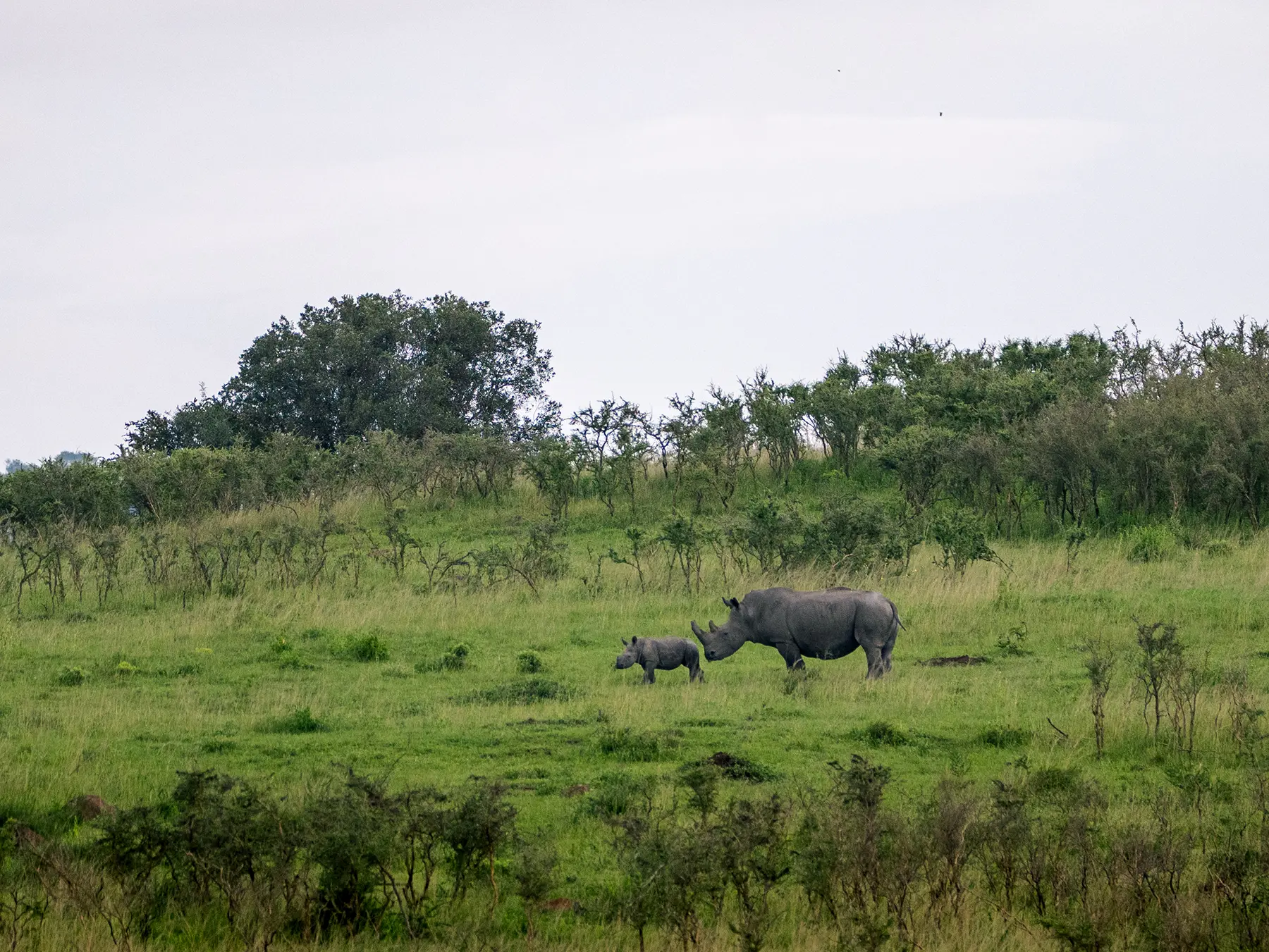 White rhino with young calf walking through green hilltop grassland on safari in North Akagera, Rwanda