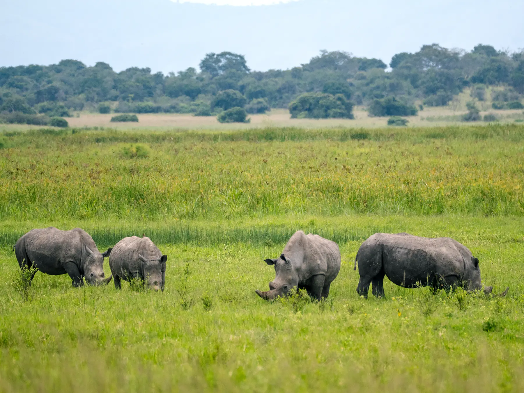 Crash of four white rhinos grazing across open green savanna on safari in North Akagera, Rwanda