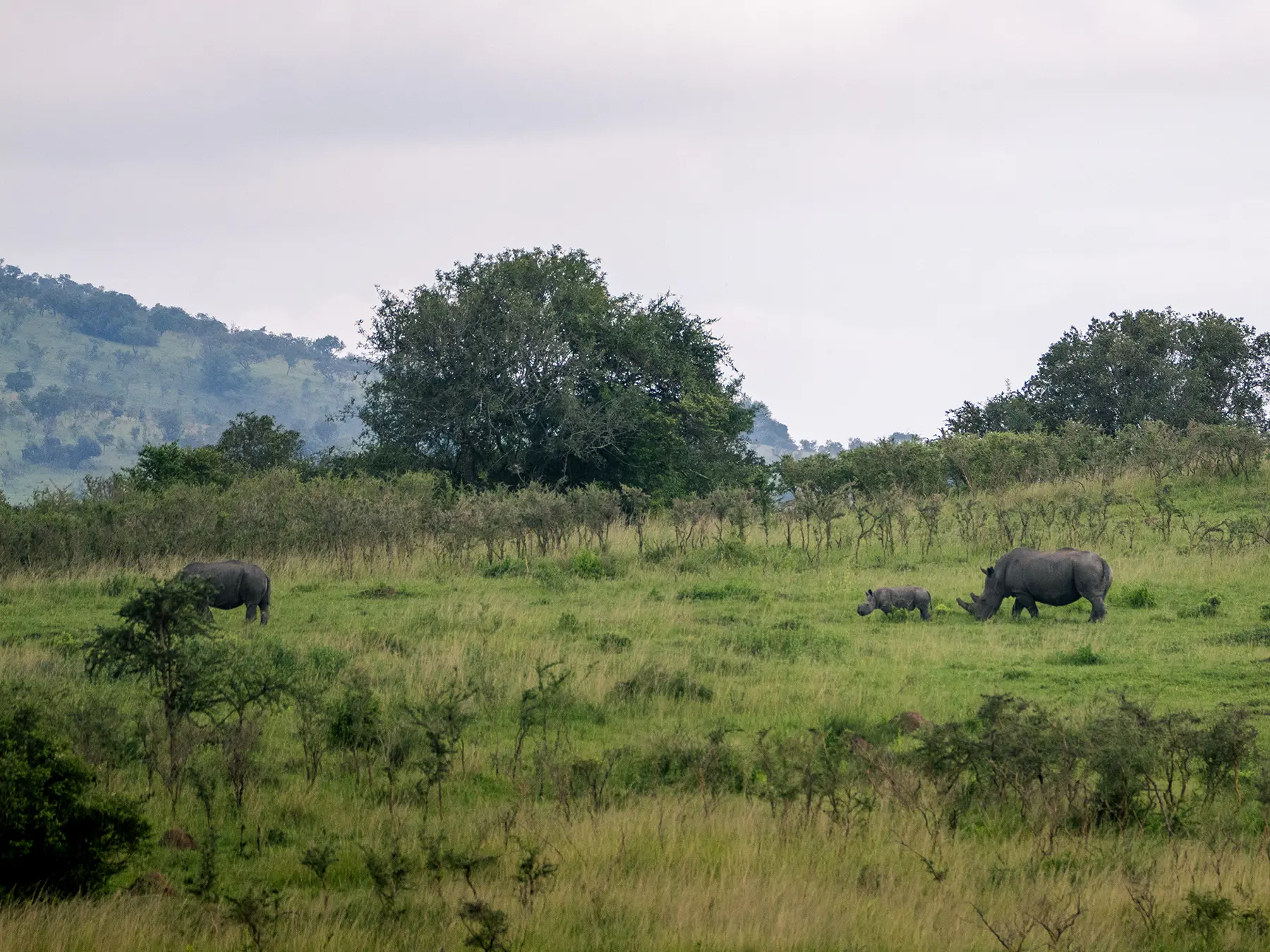 Three white rhinos including a calf moving across hillside grassland on safari in North Akagera, Rwanda