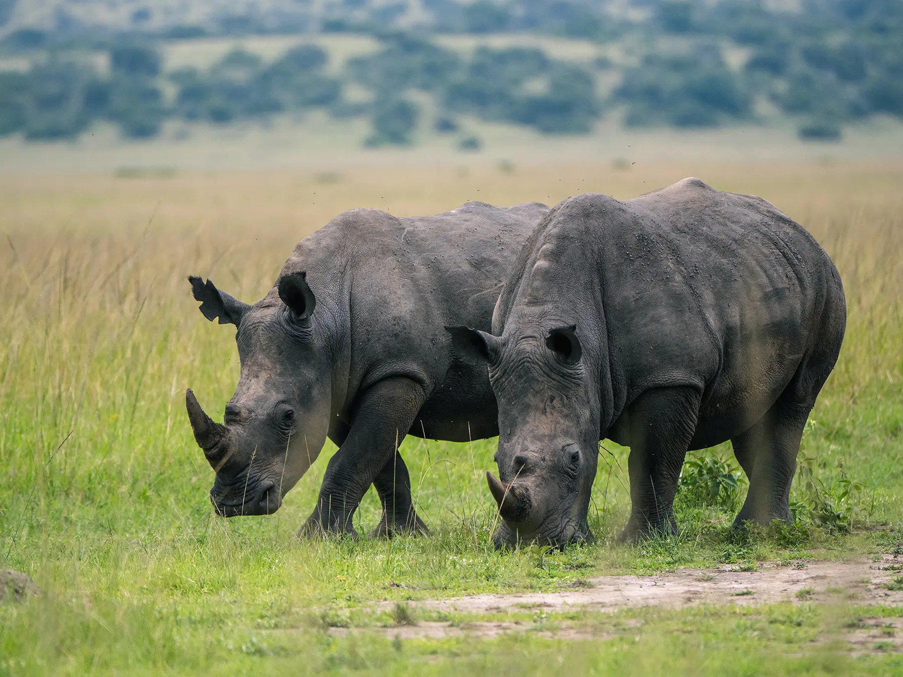 Two white rhinos grazing side by side on open grassland on safari in North Akagera, Rwanda
