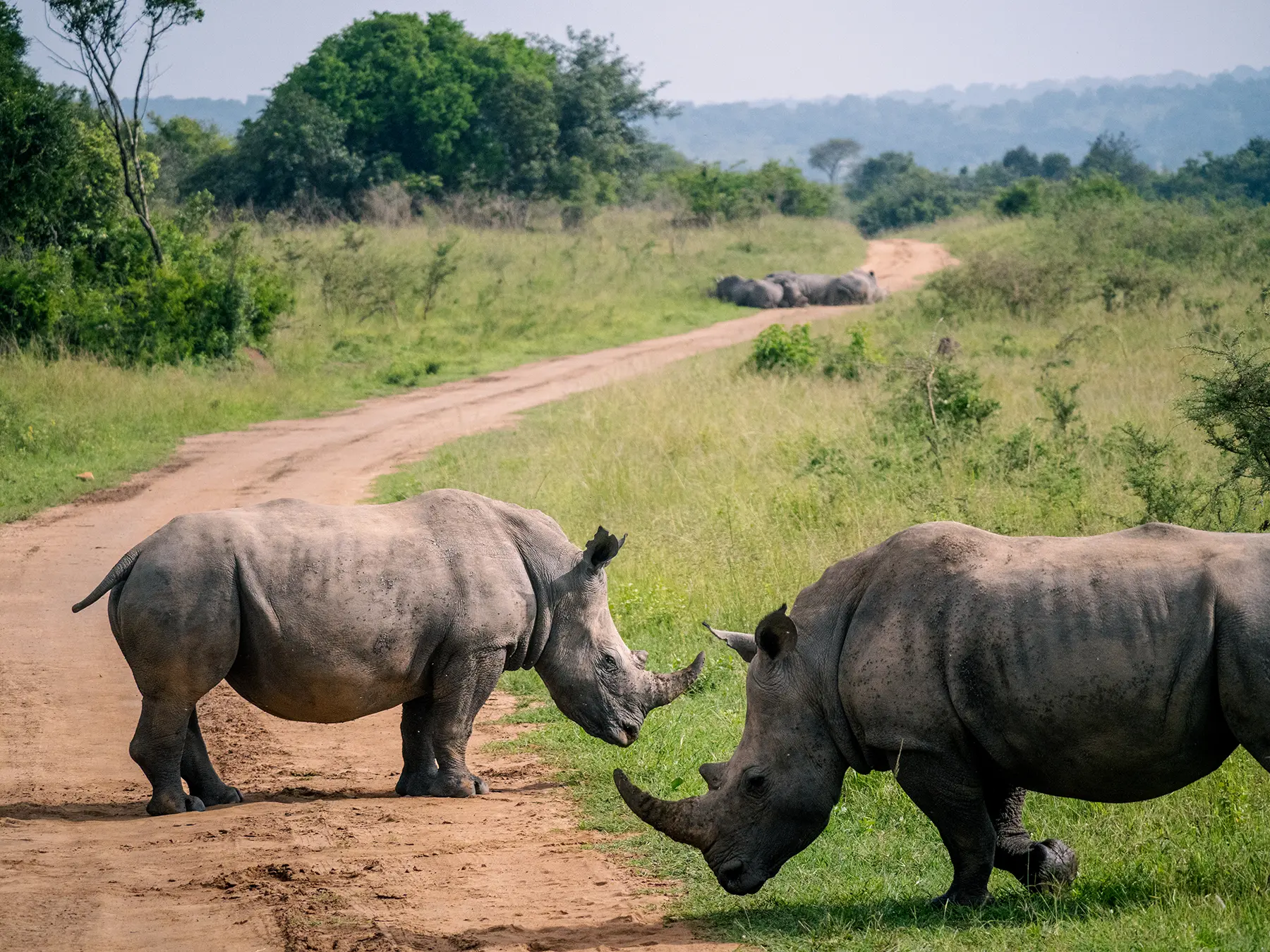 Two white rhinos facing each other across a track with a third resting beyond on safari in North Akagera, Rwanda