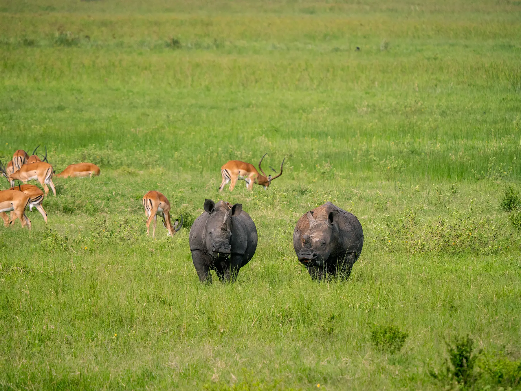 Two white rhinos and a herd of impala grazing on lush green plains on safari in North Akagera, Rwanda