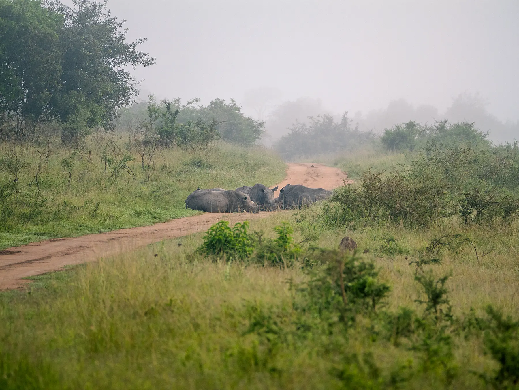Group of white rhinos resting on a misty dirt track in soft light on safari in North Akagera, Rwanda