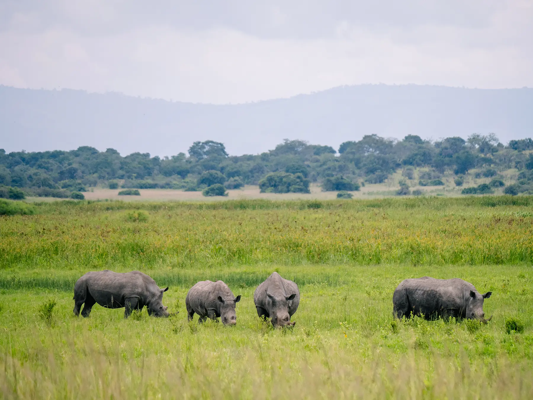 Four white rhinos grazing across an open green plain with distant hills, on safari in North Akagera, Rwanda