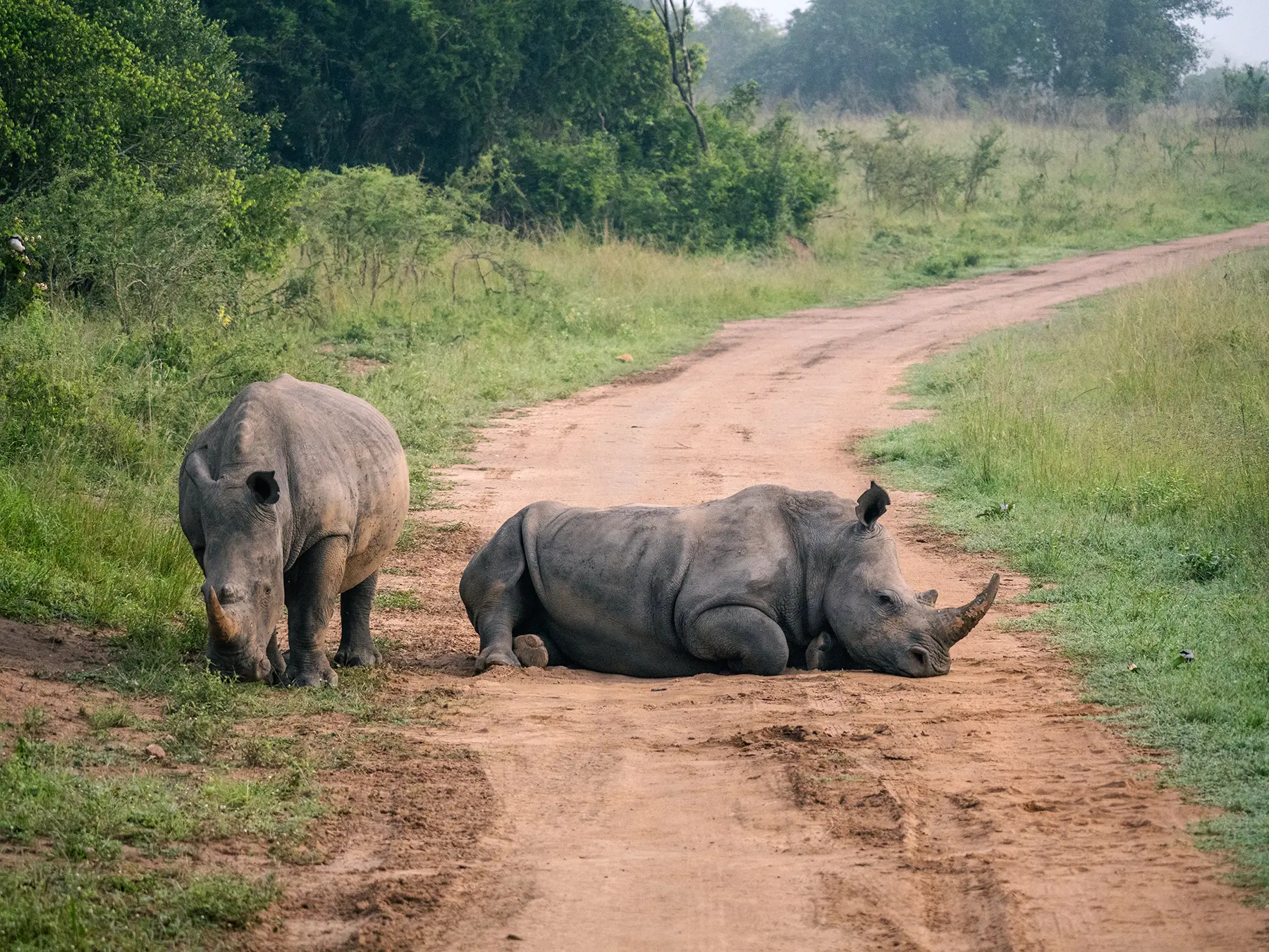 Standing white rhino beside a resting rhino on the safari track on safari in North Akagera, Rwanda