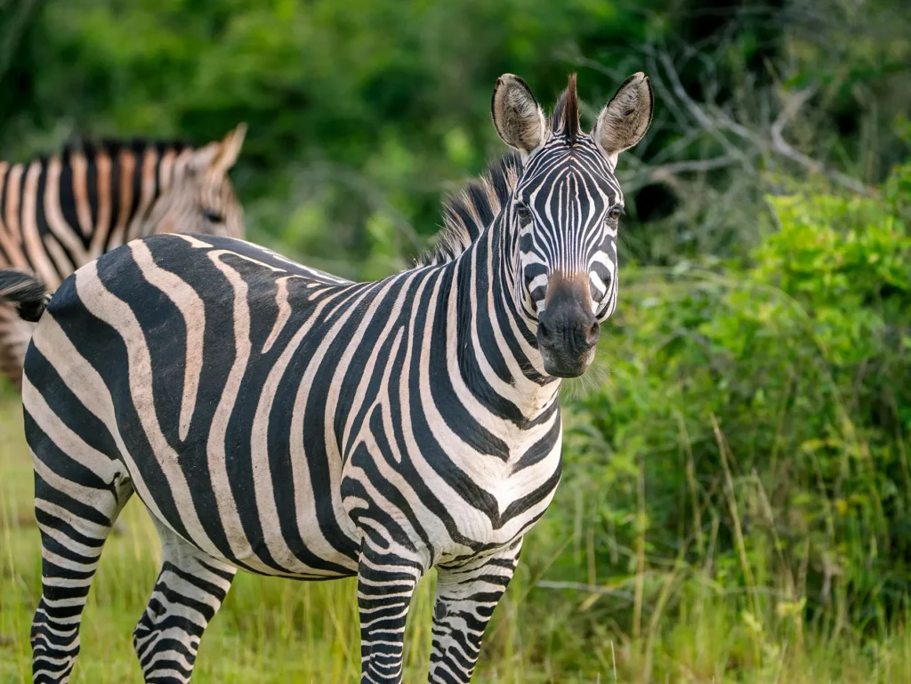 A close portrait of a plains zebra looking at the camera on safari in South Akagera, Rwanda