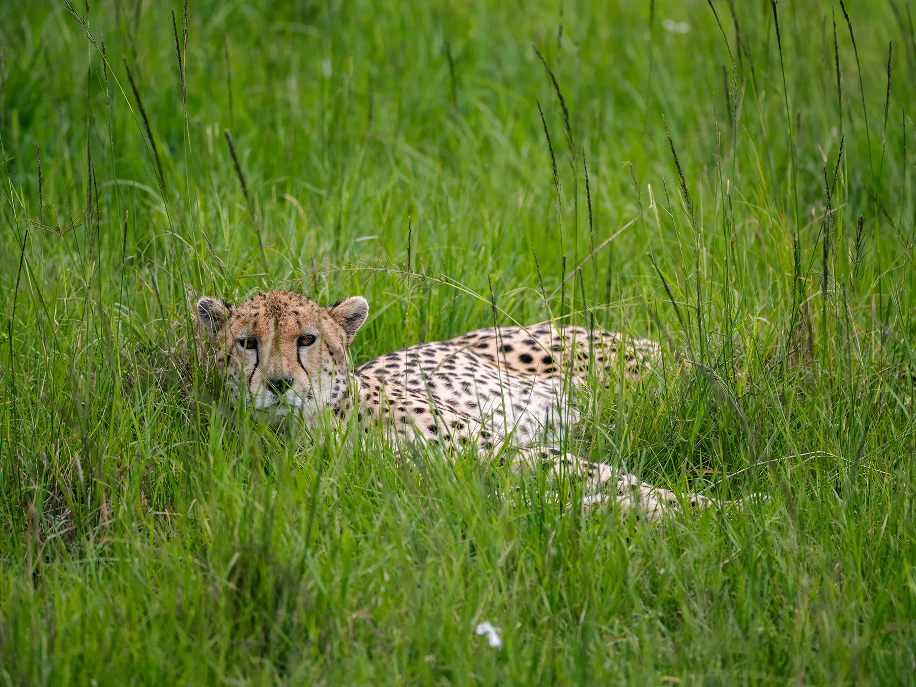 Cheetah lying in tall grass with forward gaze on safari in Maasai Mara, Kenya