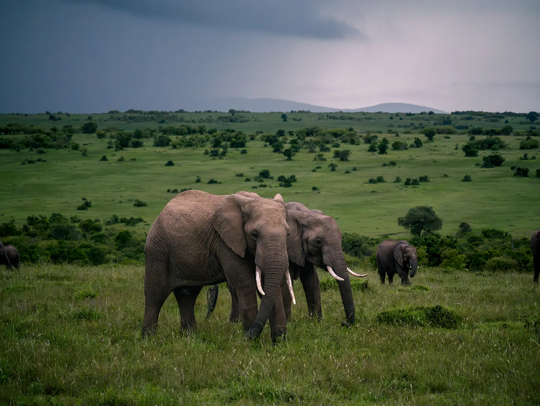 Two African Bush Elephants grazing under heavy clouds on safari in Maasai Mara, Kenya