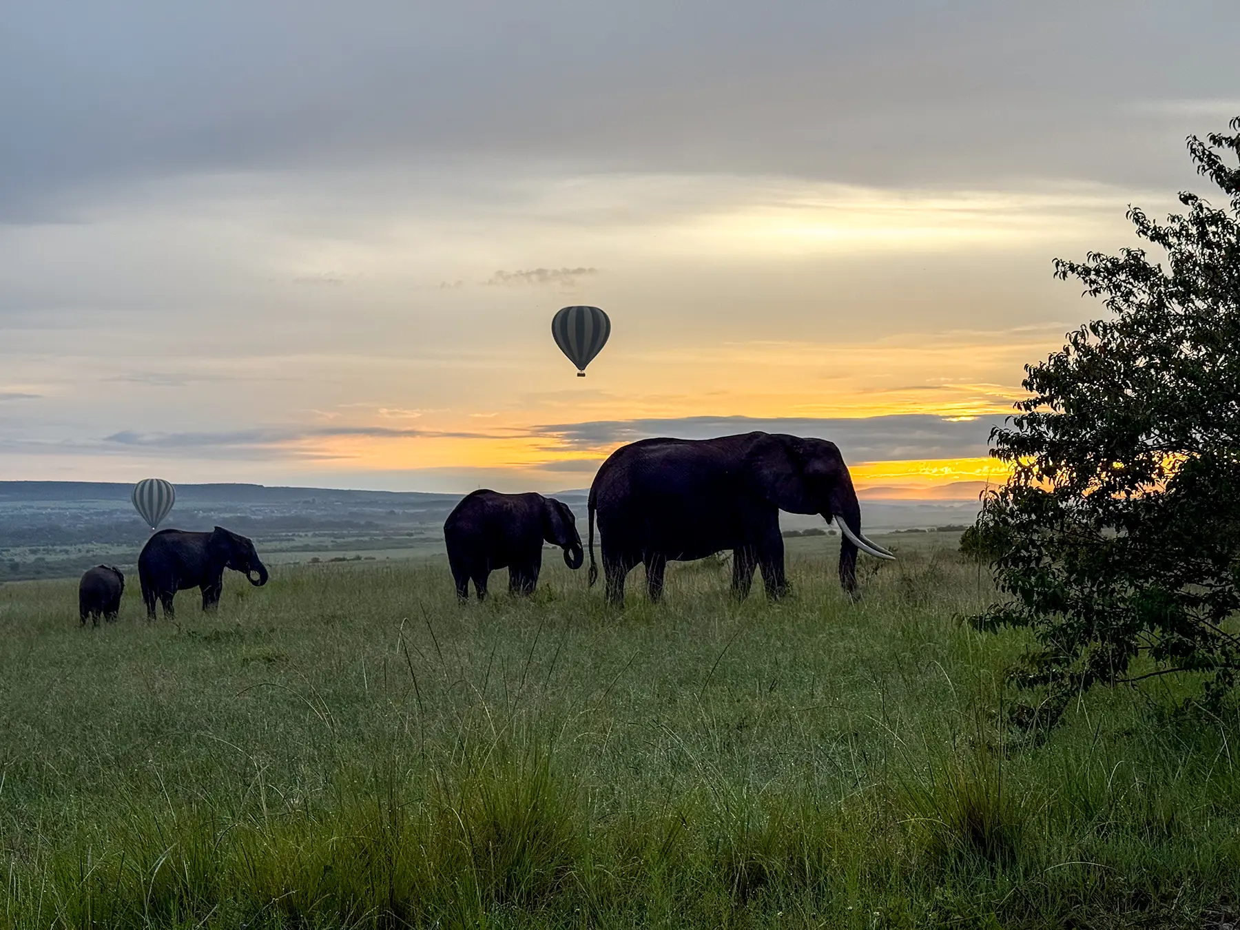 Three African elephants grazing on a grassy ridge with hot air balloons over the distant horizon on safari