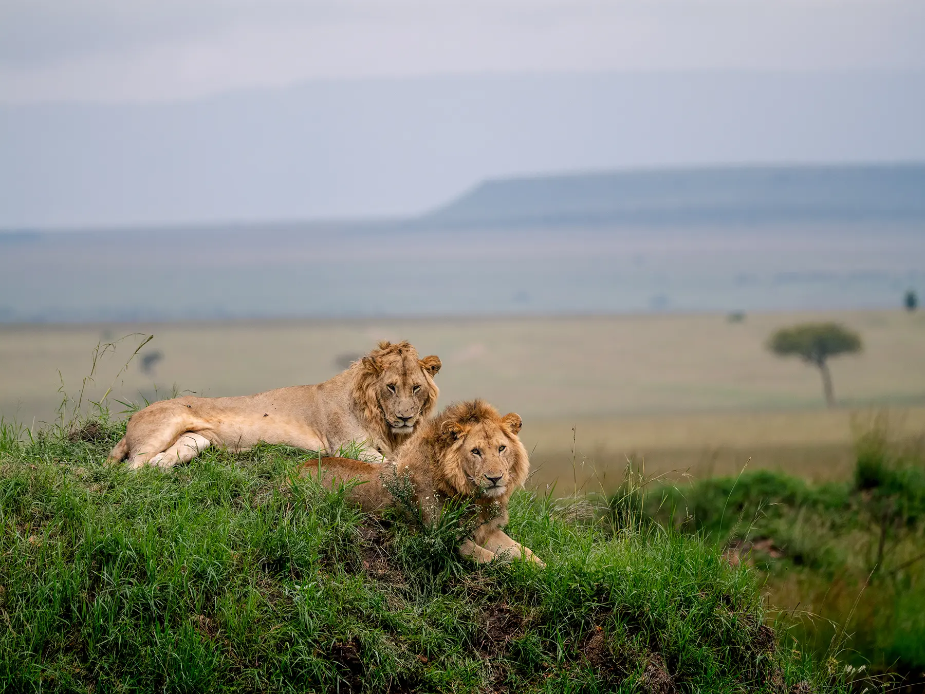 Two young male lions lying together on a grassy mound on safari in Maasai Mara, Kenya
