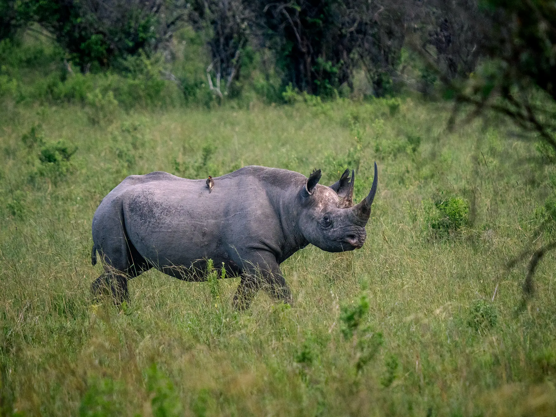 Black rhino walking through grassland with prominent horns and oxpeckers on safari in Maasai Mara, Kenya