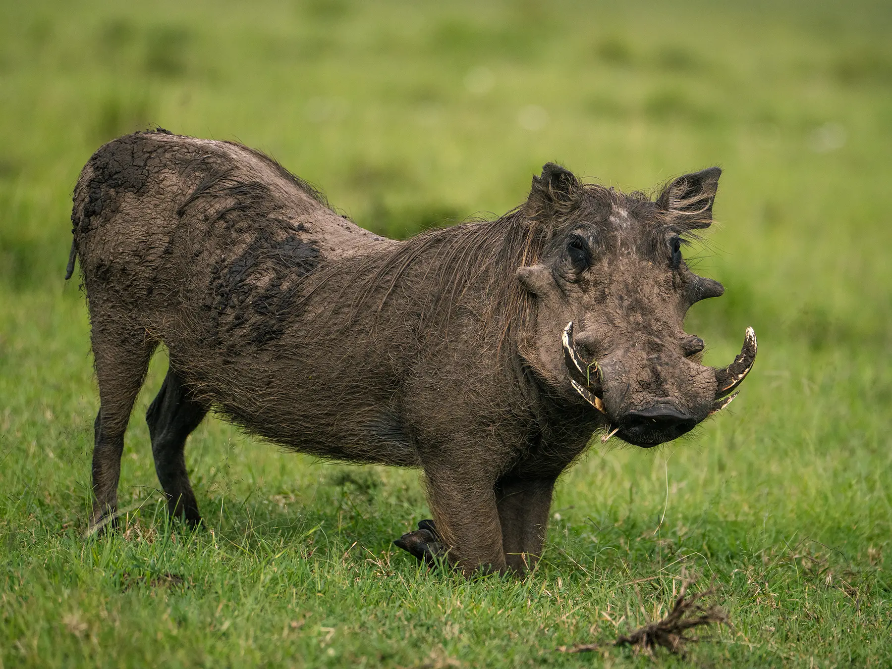 Warthog standing in green grass with curved tusks and a muddy coat on safari