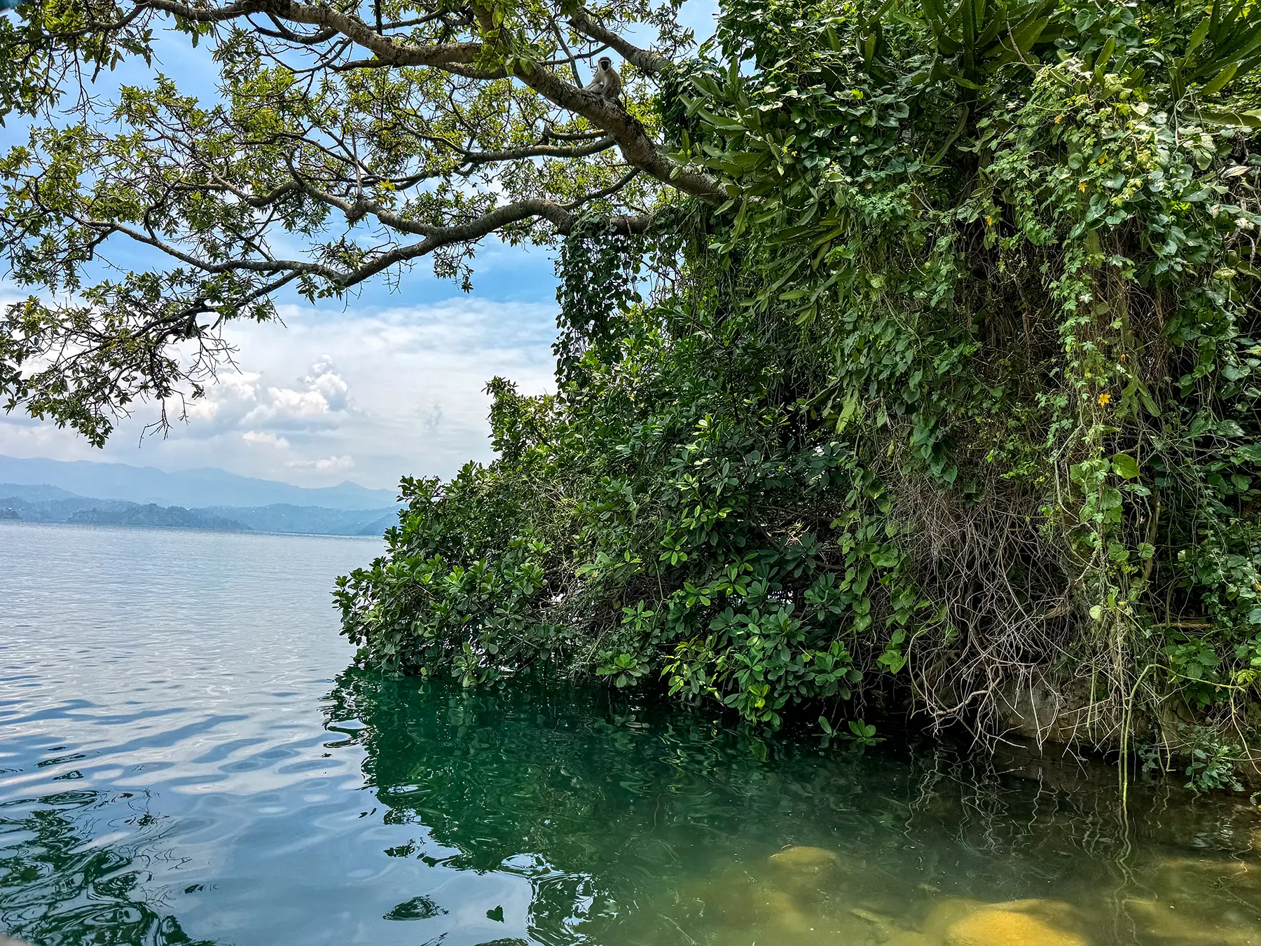 Vine-draped trees overhanging calm shallows at Lake Kivu, Rwanda