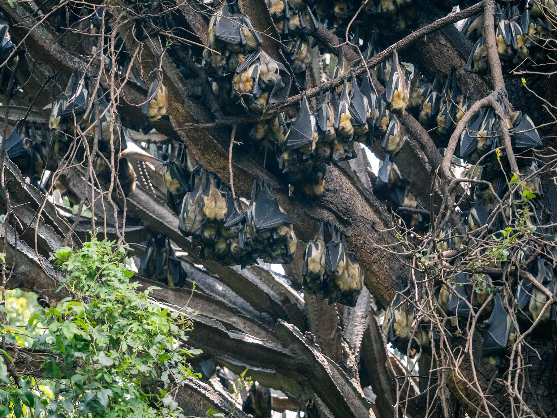 Large colony of Straw-coloured Fruit Bats on bare branches of a tall tree on safari in Lake Kivu, Rwanda
