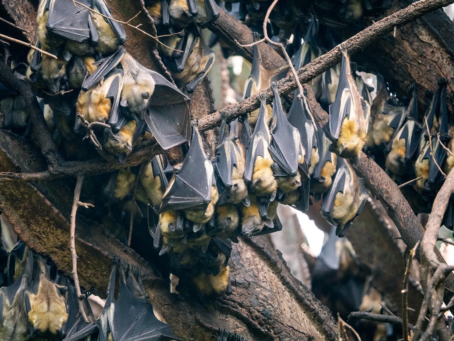 Colony of Straw-coloured Fruit Bats roosting in the branches of a fig tree on safari in Lake Kivu, Rwanda