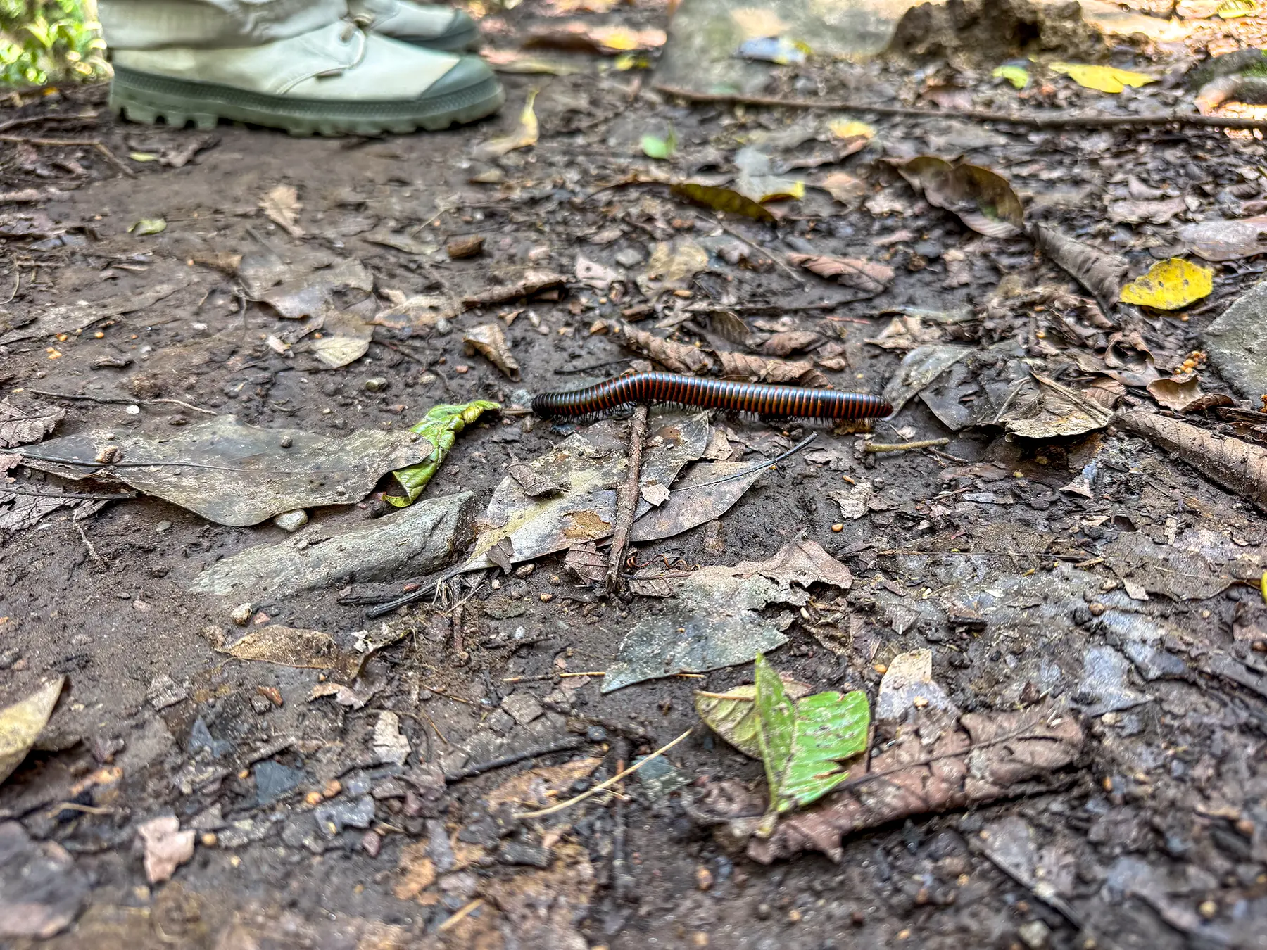 Millipede crossing a leaf-strewn forest trail beside hiking boots on safari in Lake Kivu, Rwanda