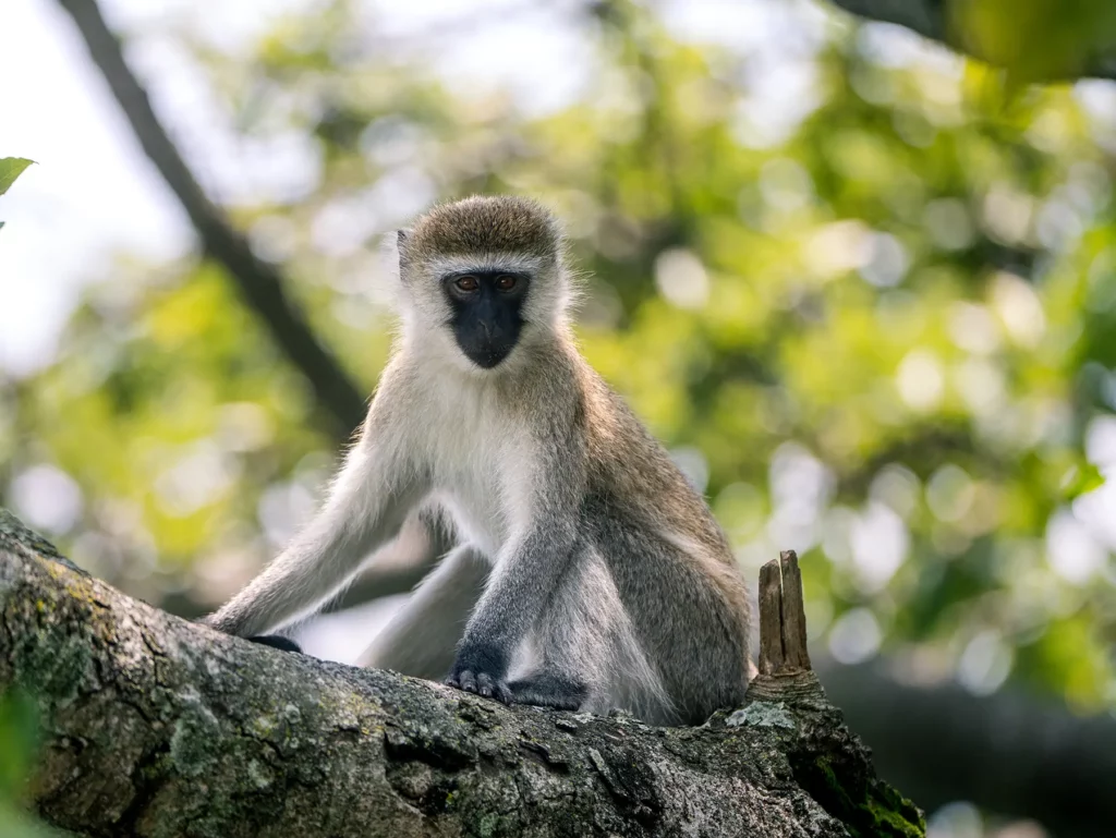 Vervet Monkey perched on a tree branch on safari in Lake Kivu, Rwanda
