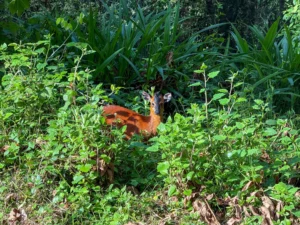 Black-Fronted Duiker