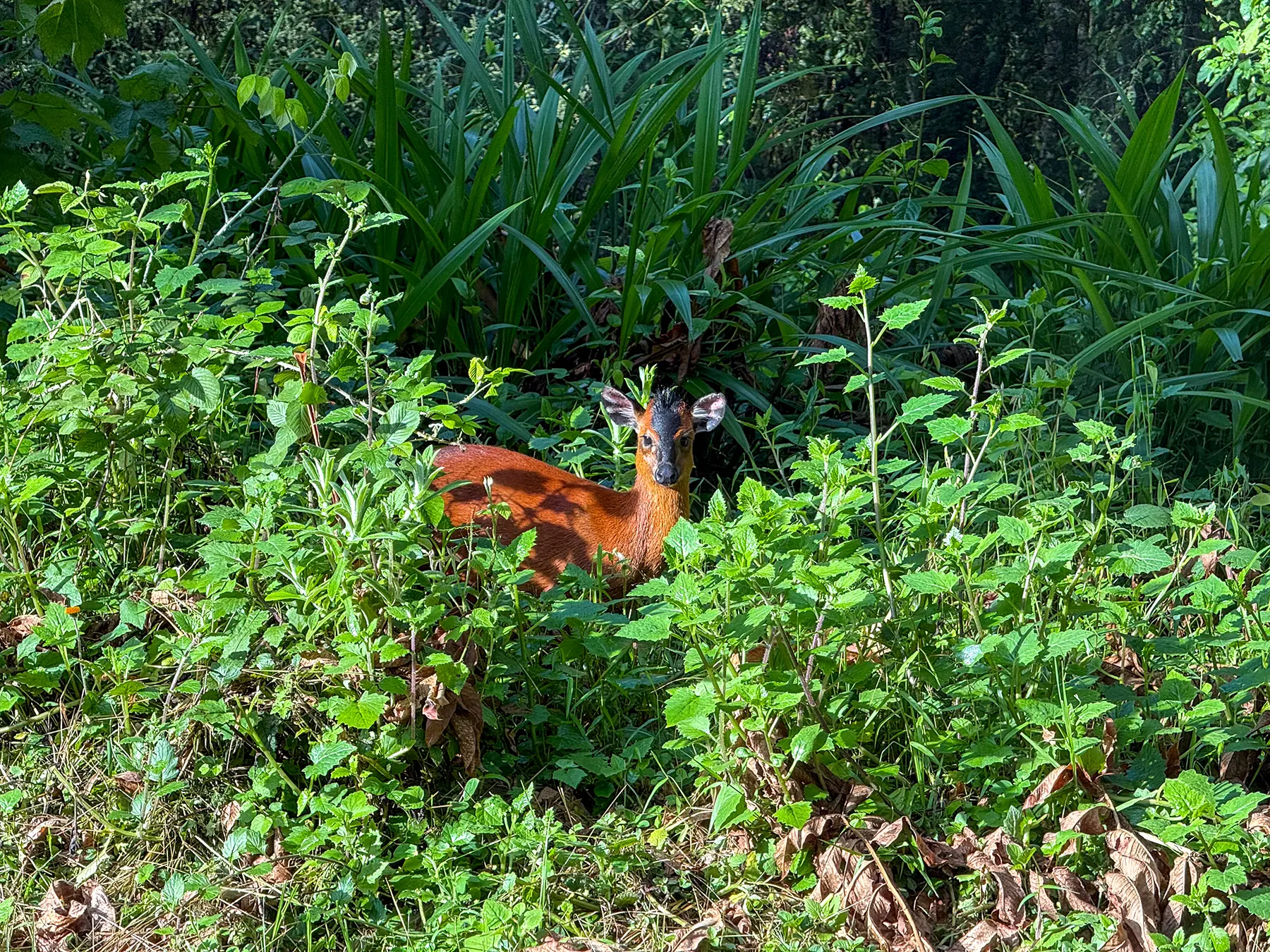 Black-fronted duiker resting in dense undergrowth on safari in Nyungwe National Park, Rwanda