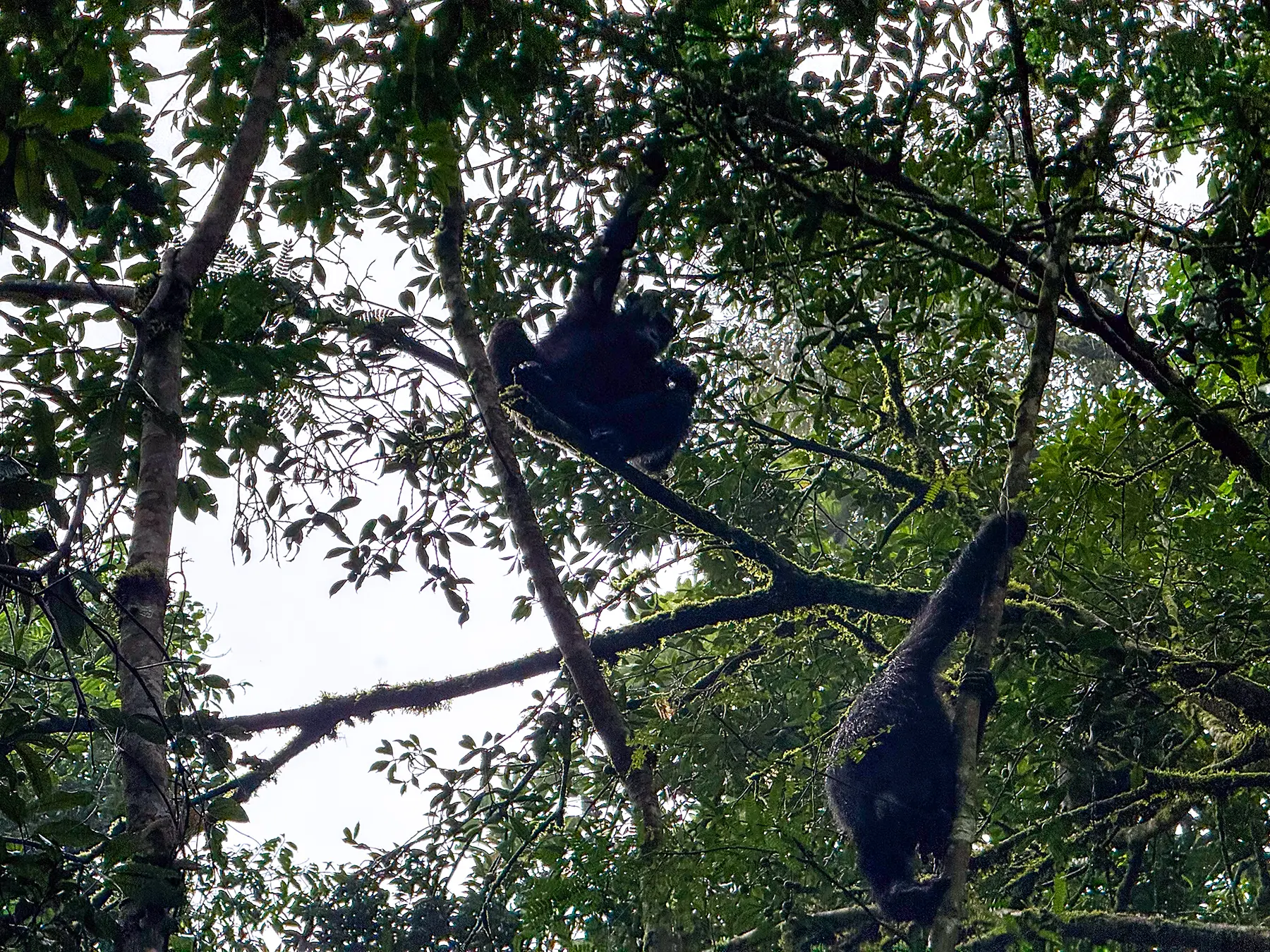 Two Chimpanzees resting and feeding high in the forest canopy on safari in Nyungwe National Park, Rwanda