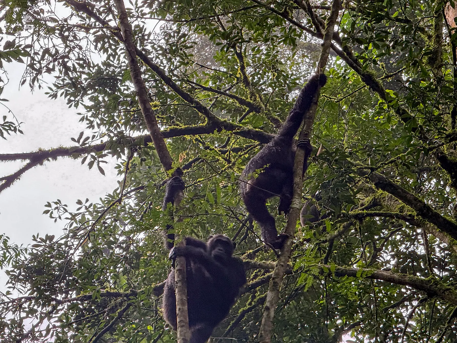 Chimpanzee gripping a vertical branch in the forest canopy above the trekking group on safari in Nyungwe National Park, Rwanda