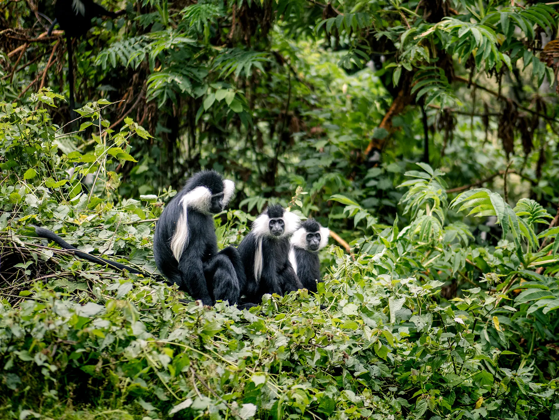 Three Angola Colobus monkeys perched together in dense vegetation on safari in Nyungwe National Park, Rwanda