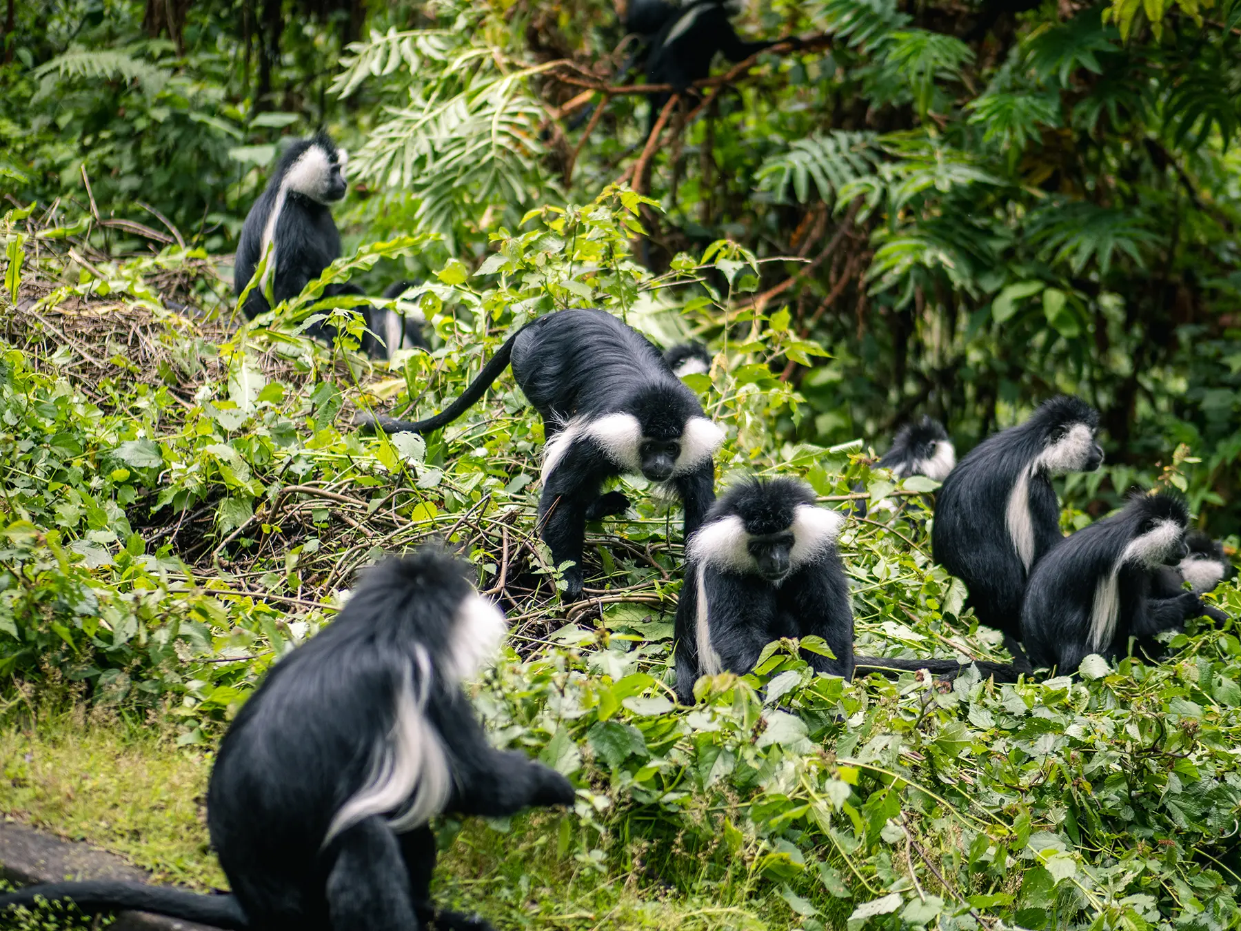 Group of Angola Colobus monkeys resting in lush vegetation on safari in Nyungwe National Park, Rwanda