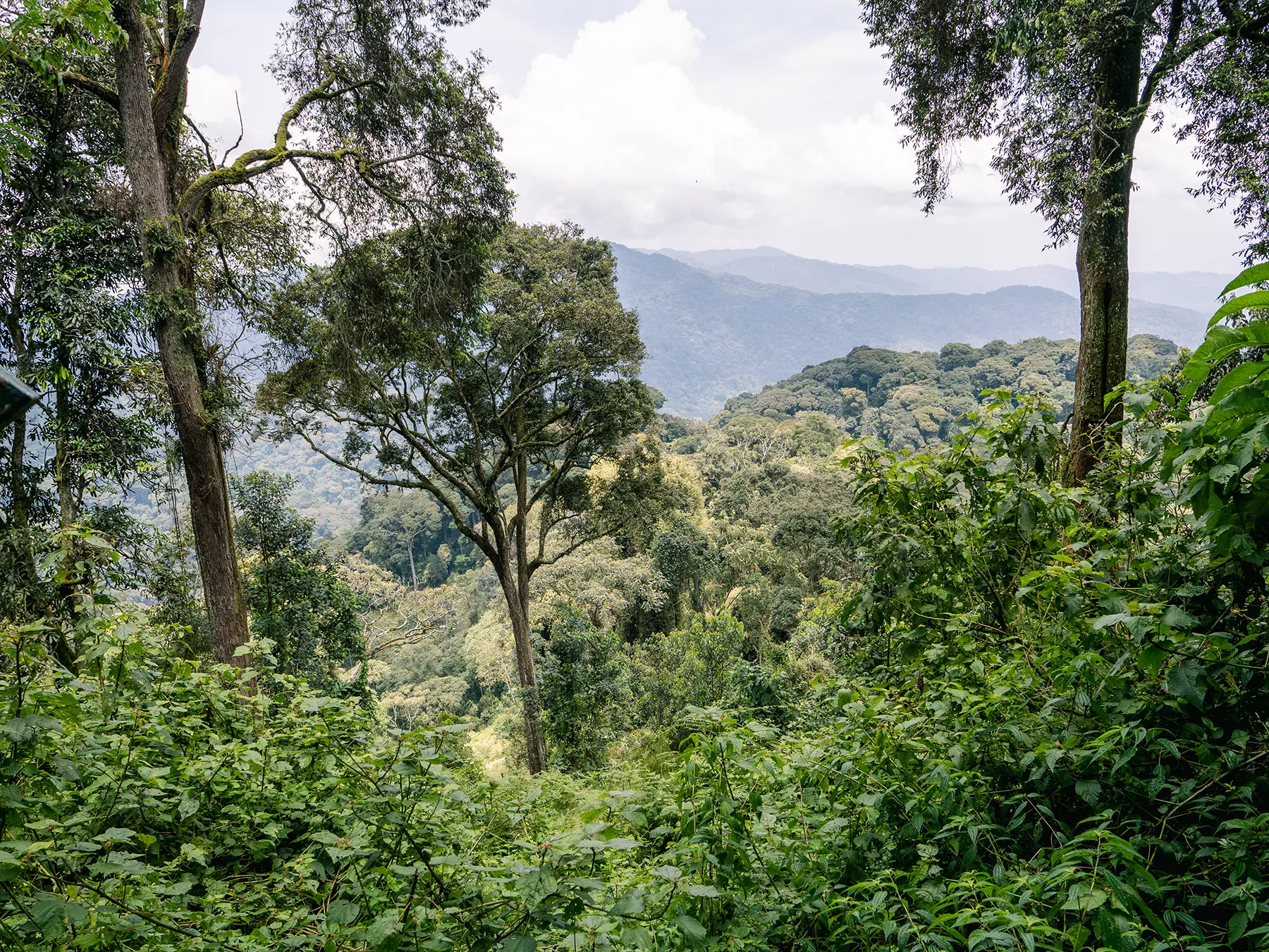 Forested hills and distant ridges seen through gap in trees at Canopy Walk in Nyungwe National Park, Rwanda