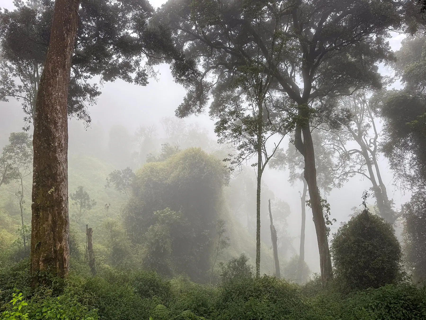Misty rainforest canopy with tall trees rising through fog at a forest viewpoint in Nyungwe National Park, Rwanda