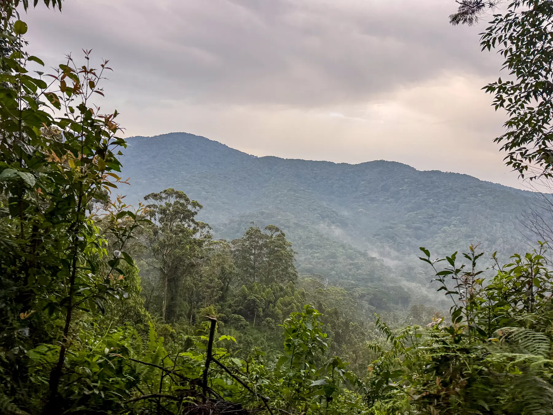 Mist drifting across a montane rainforest ridge under a soft pale sky at a forest viewpoint in Nyungwe National Park, Rwanda