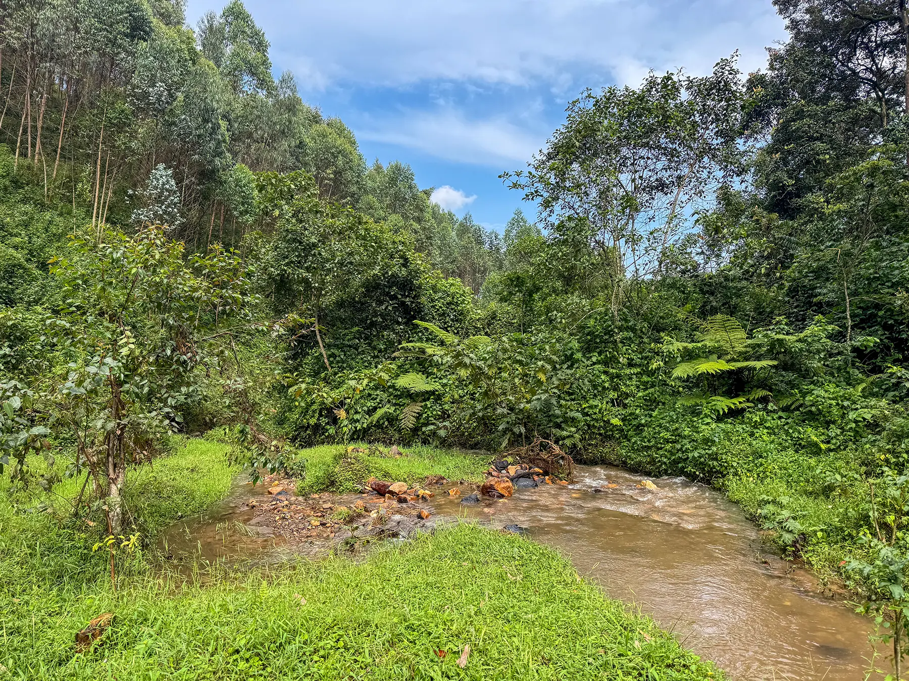 Small muddy stream winding through grass and eucalyptus trees on a hillside at farmland edge in Nyungwe National Park, Rwanda