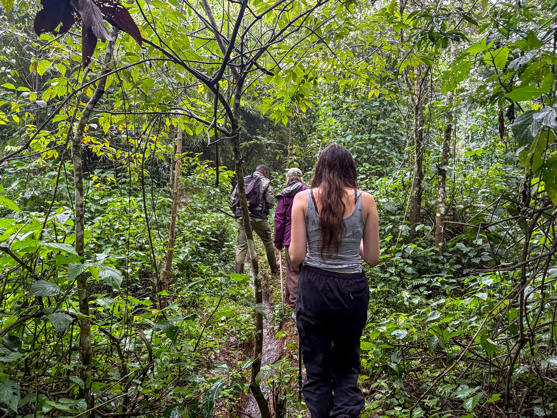 Ella McKendrick following the group along a narrow trail through tall green vegetation on safari in Nyungwe National Park, Rwanda