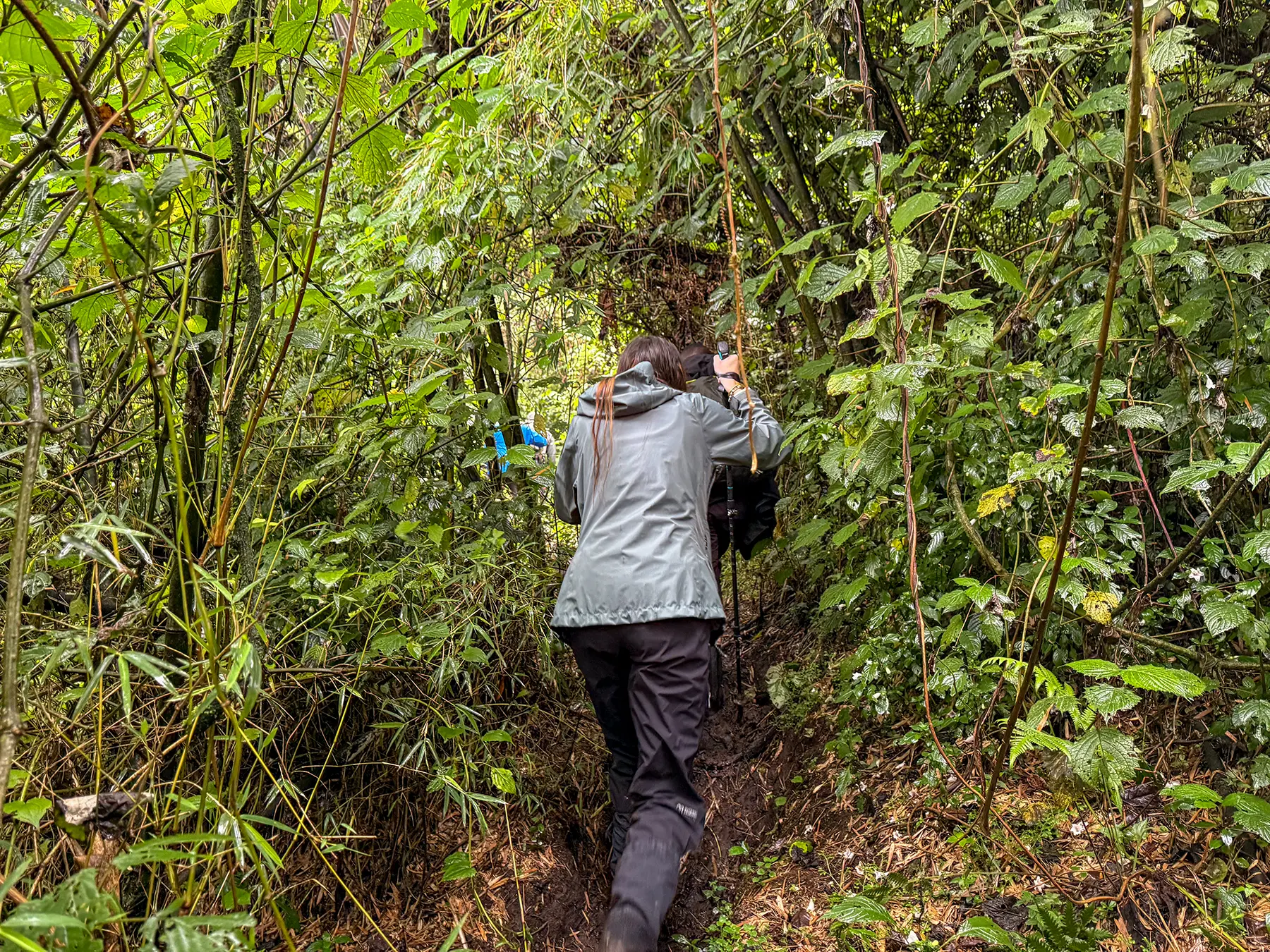 Trekker climbing a narrow muddy path between tall stems and dense vegetation at the bamboo zone in Volcanoes National Park, Rwanda